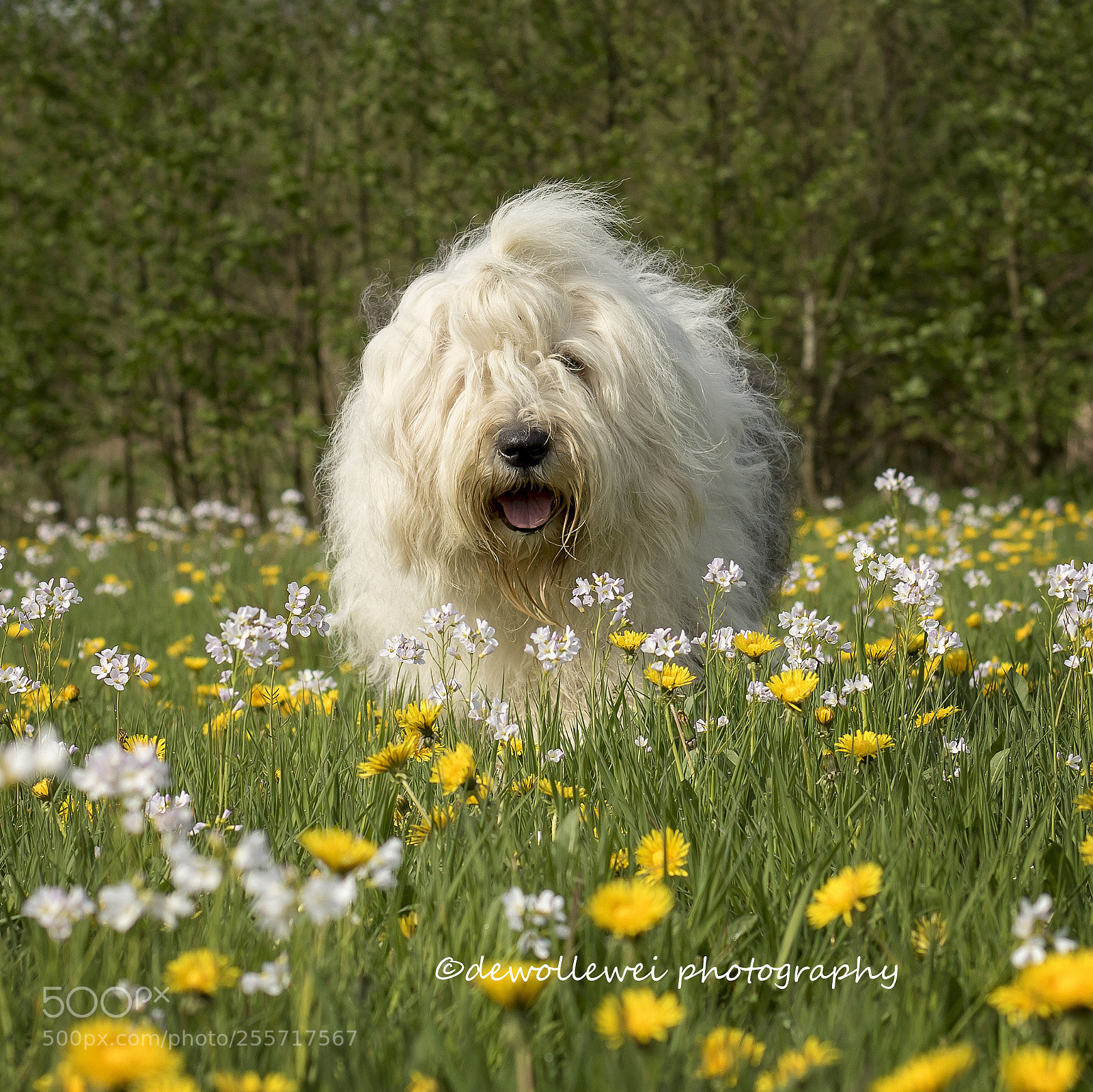 Canon EOS 7D Mark II sample photo. Sophie photography