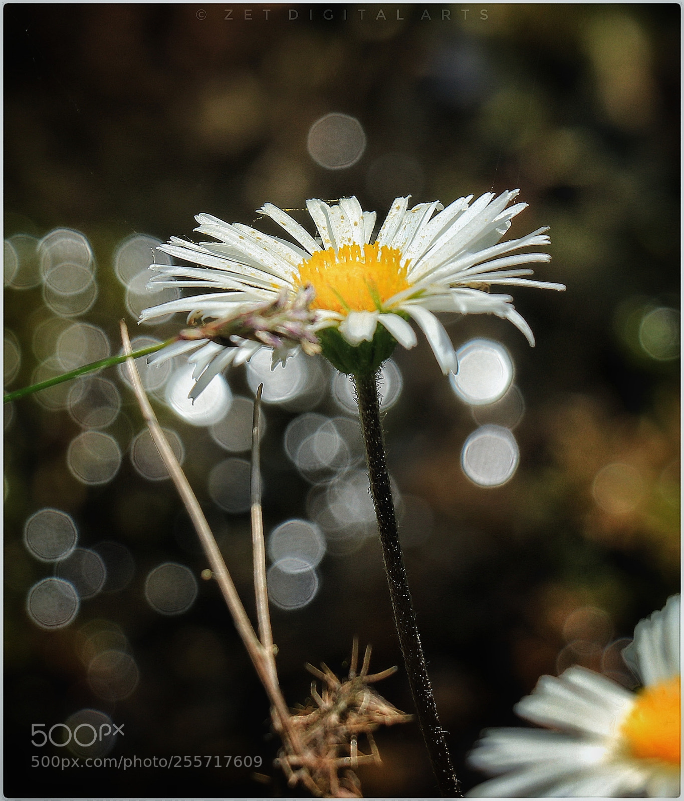Canon EOS 80D sample photo. Untitled photography