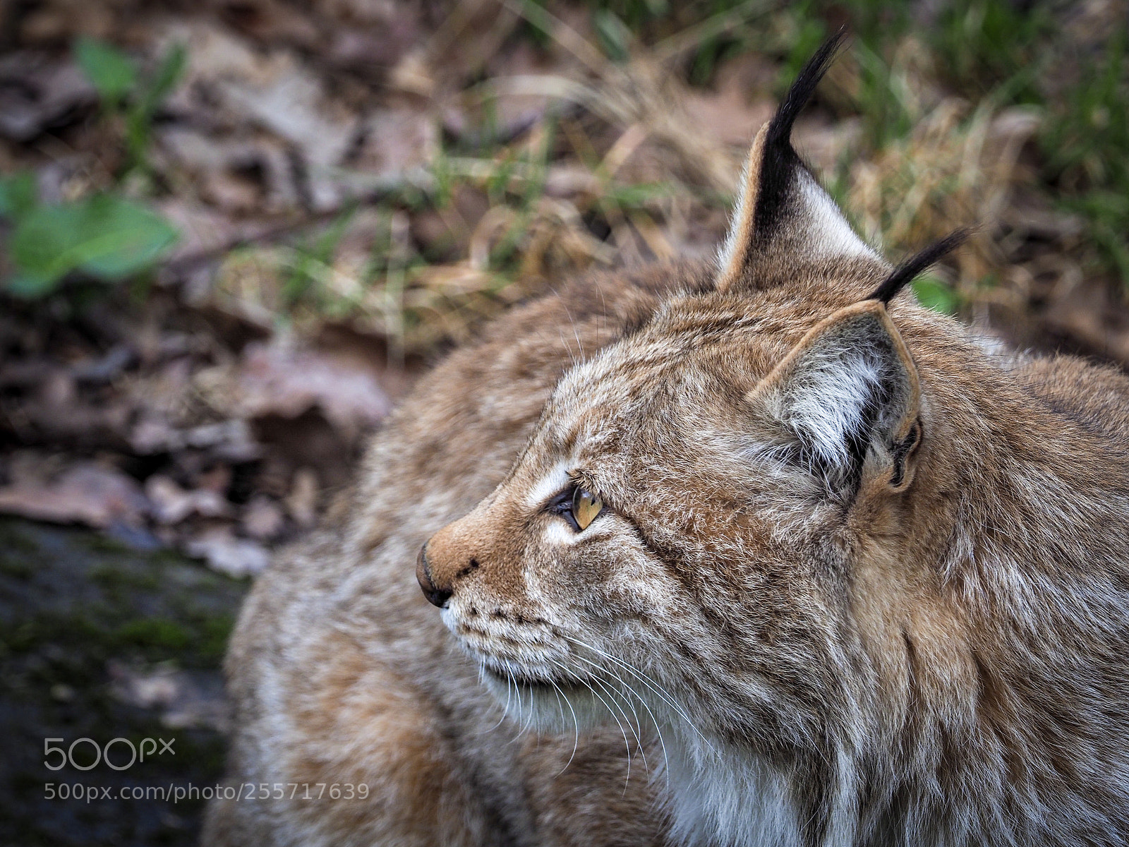 Olympus OM-D E-M1 Mark II sample photo. Lynx photography