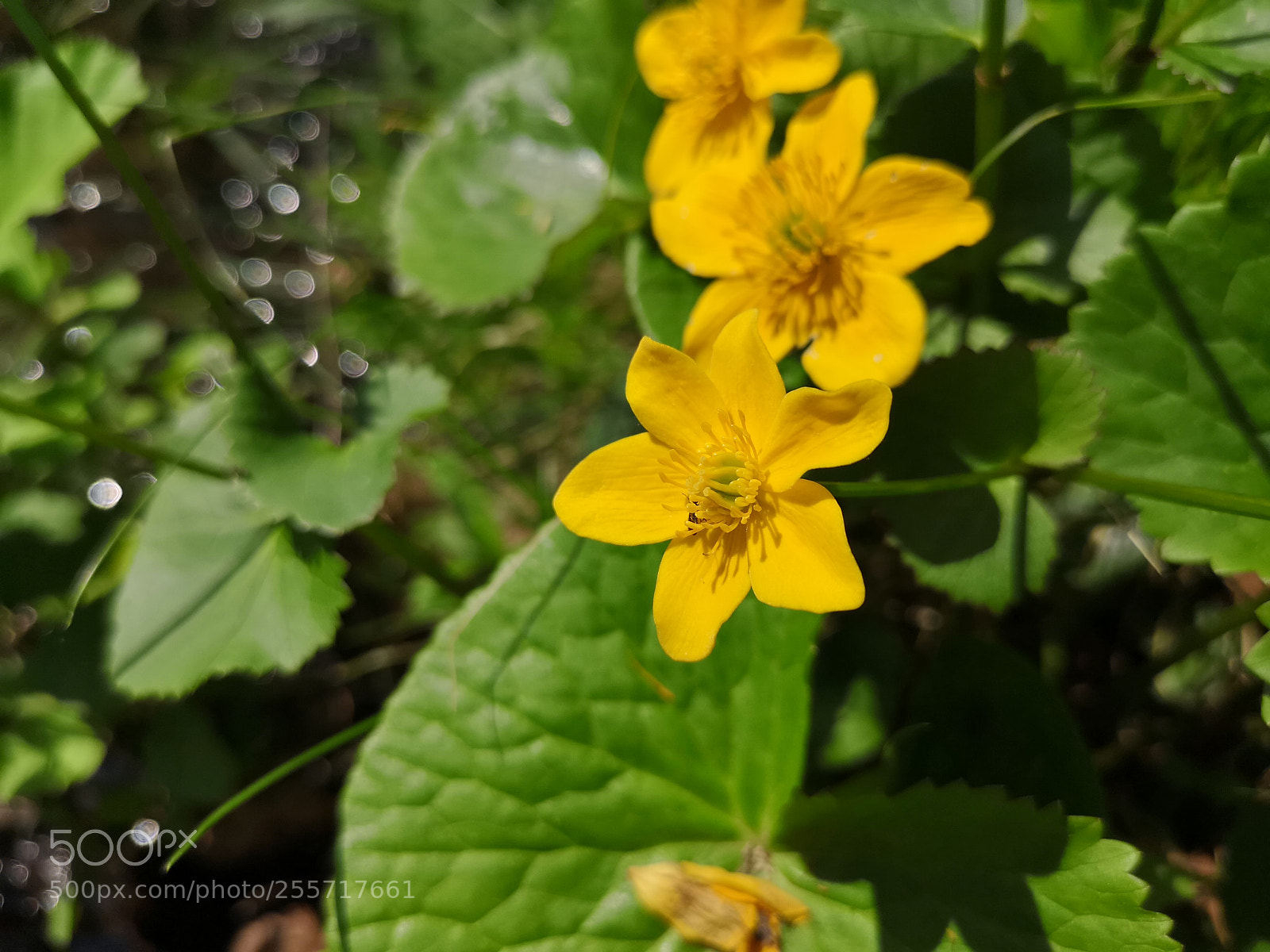 HUAWEI CLT-L29 sample photo. Wakeup nature photography