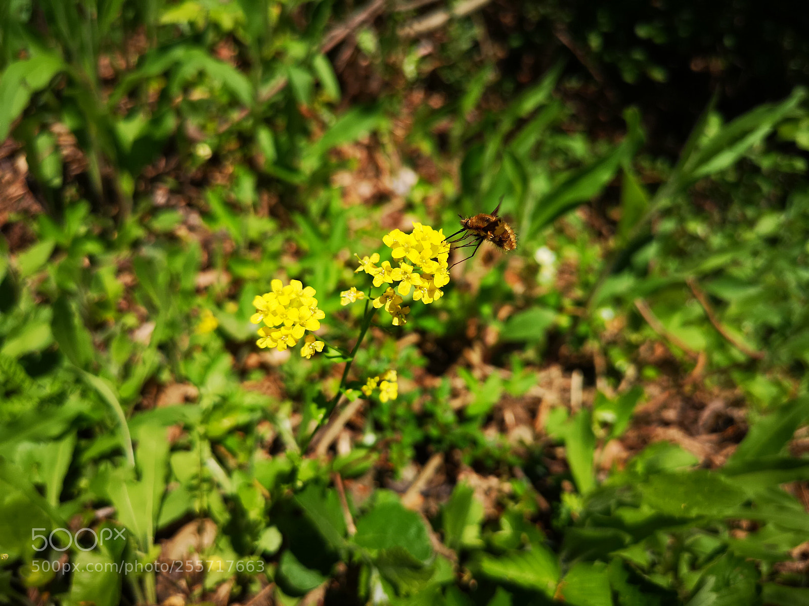 HUAWEI CLT-L29 sample photo. Wakeup nature photography