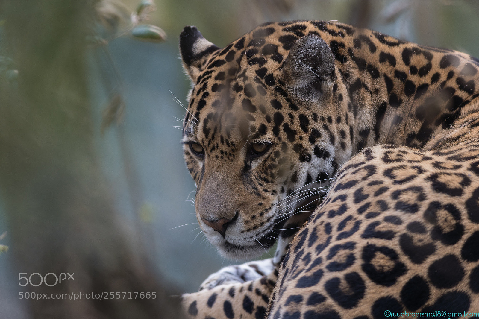 Sony a7 III sample photo. Panthera photography