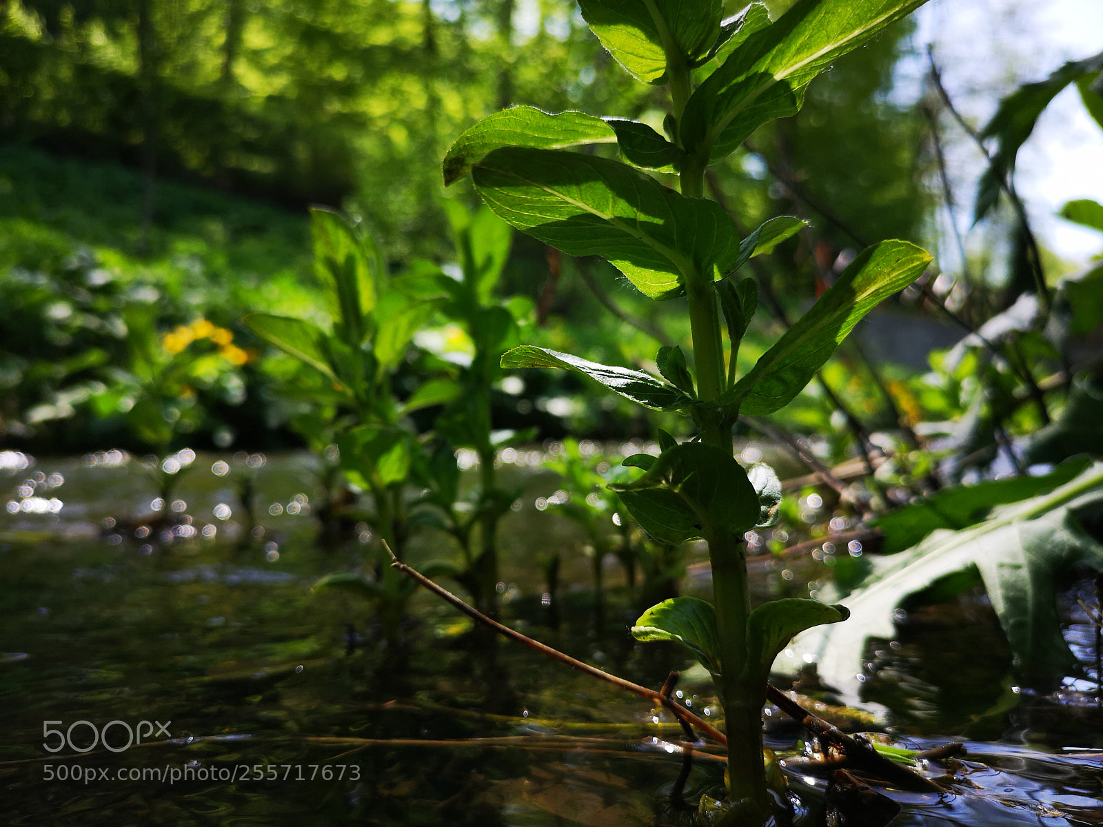HUAWEI CLT-L29 sample photo. Wakeup nature photography