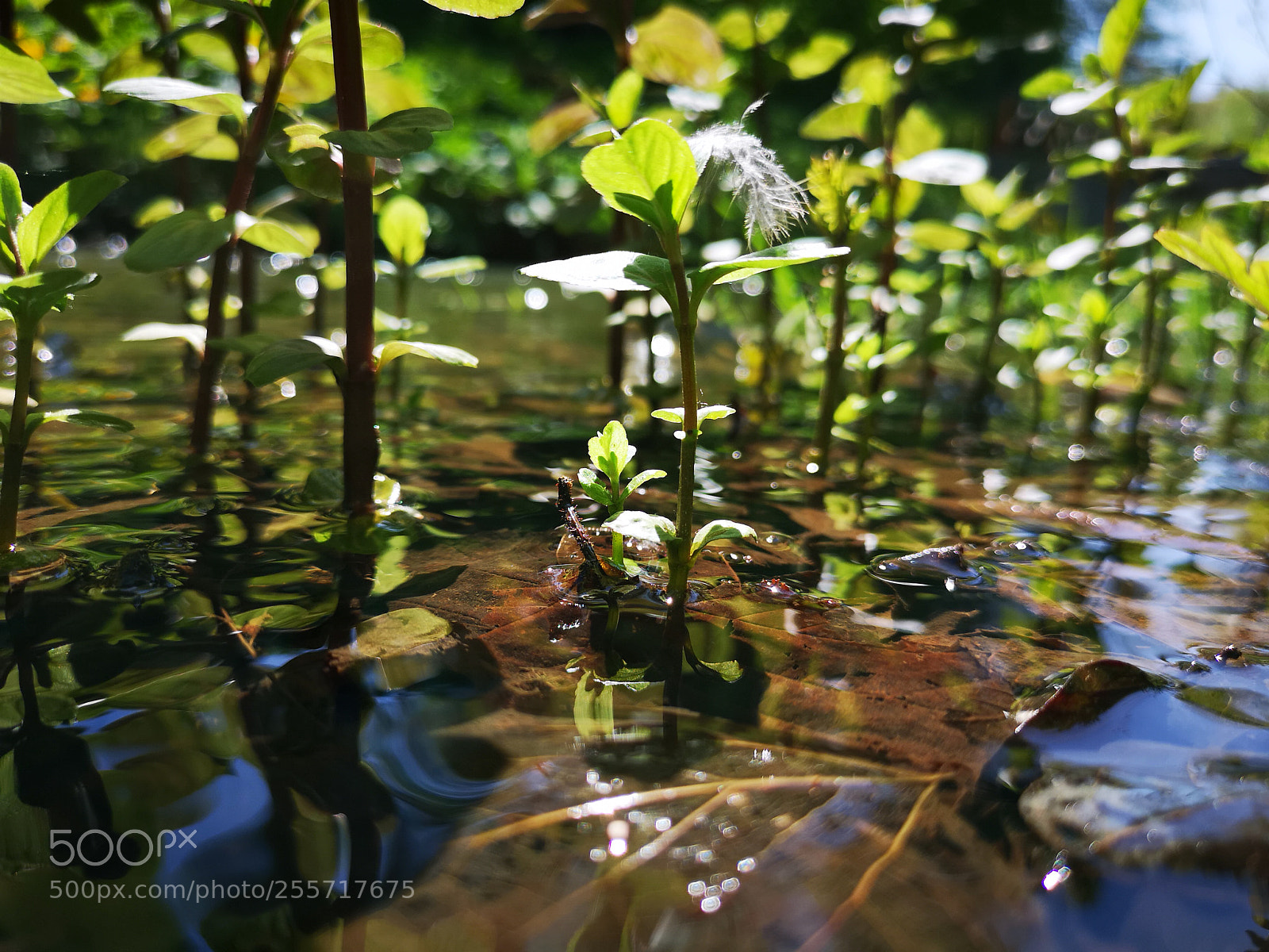 HUAWEI CLT-L29 sample photo. Wakeup nature photography