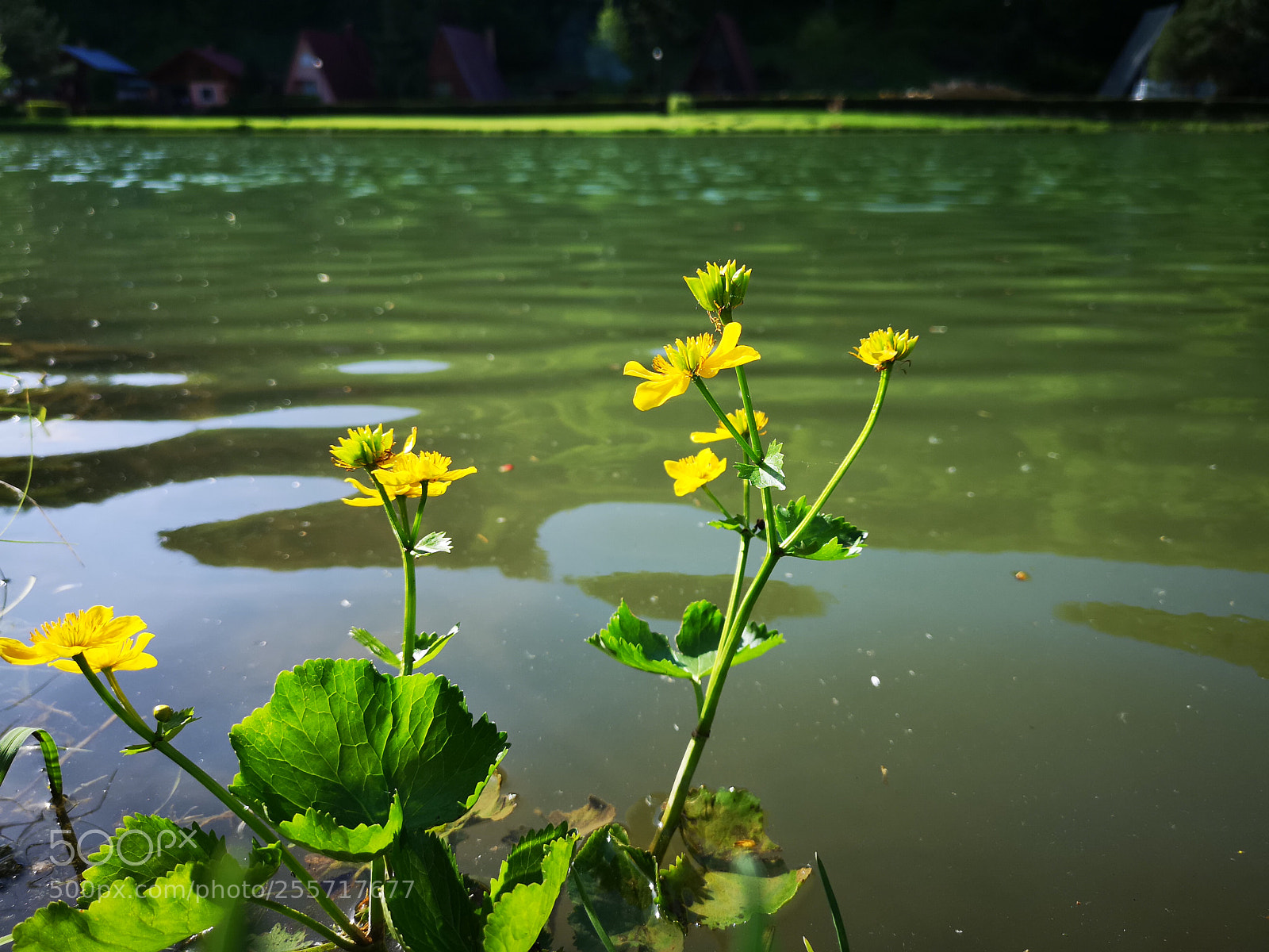 HUAWEI CLT-L29 sample photo. Wakeup nature photography