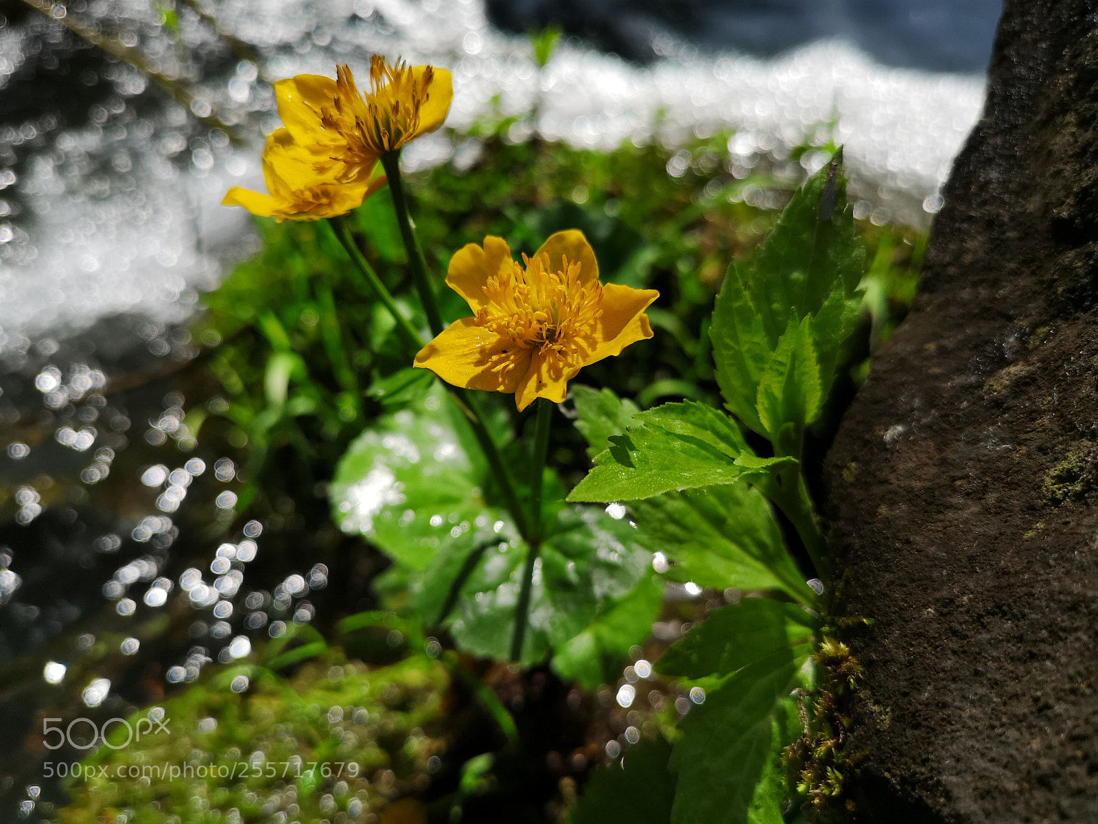 HUAWEI CLT-L29 sample photo. Wakeup nature photography