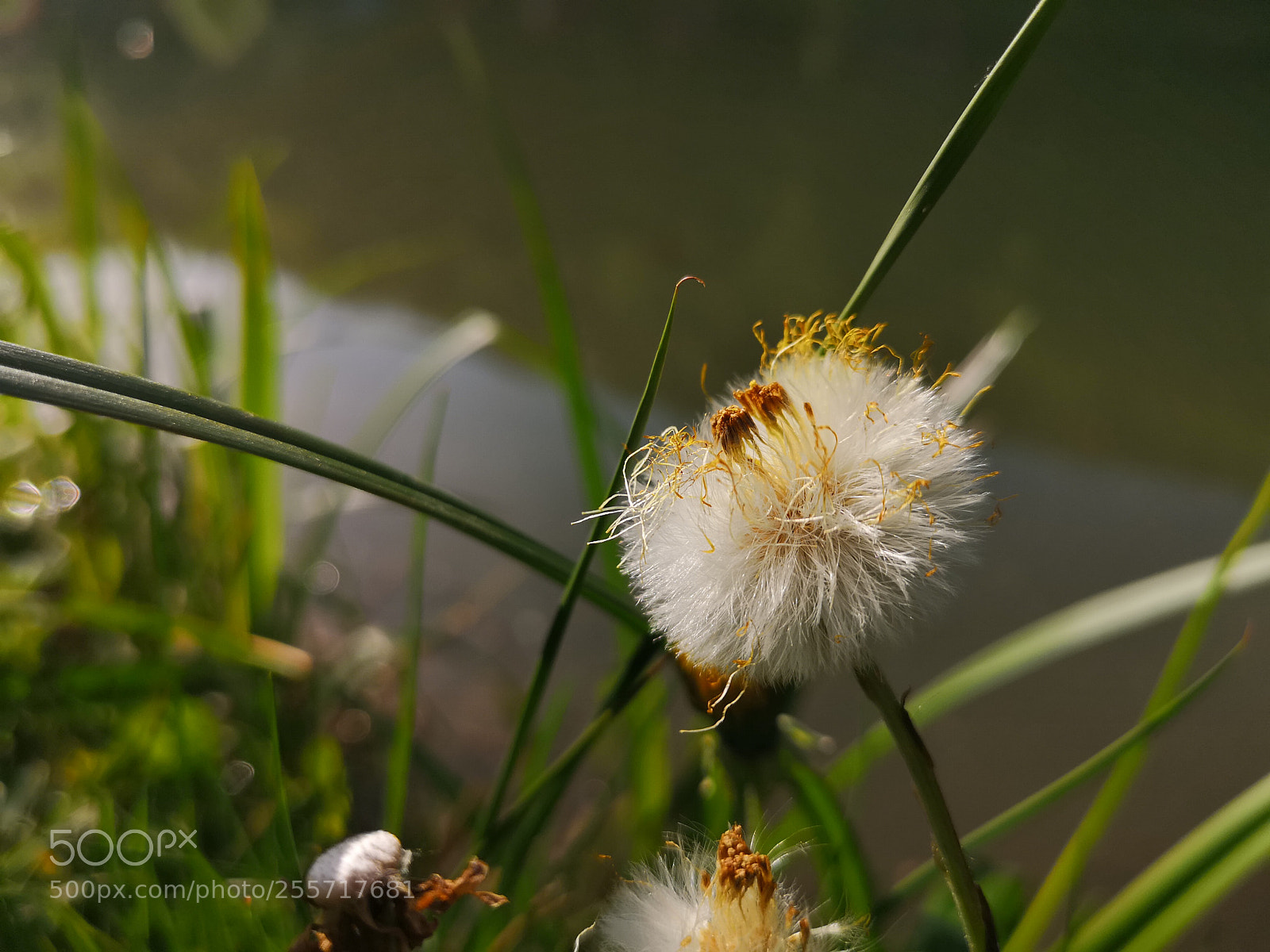 HUAWEI CLT-L29 sample photo. Wakeup nature photography