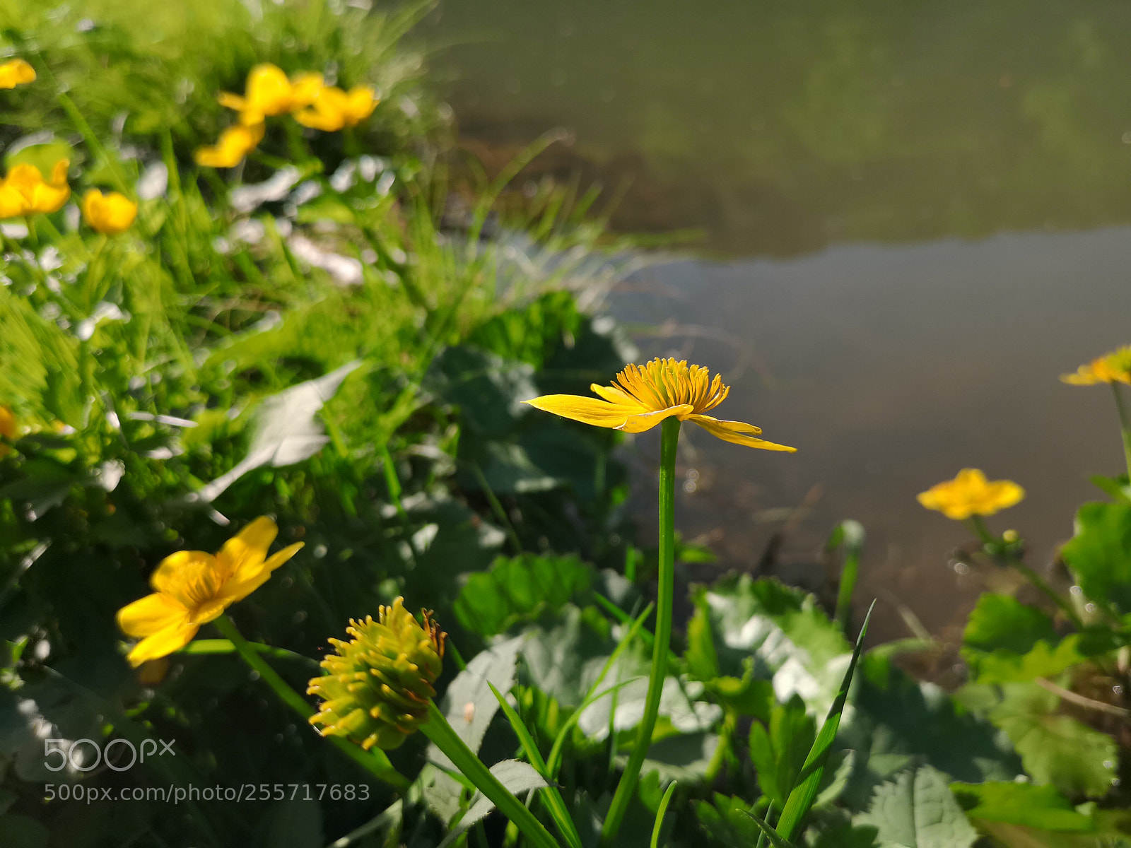 HUAWEI CLT-L29 sample photo. Wakeup nature photography