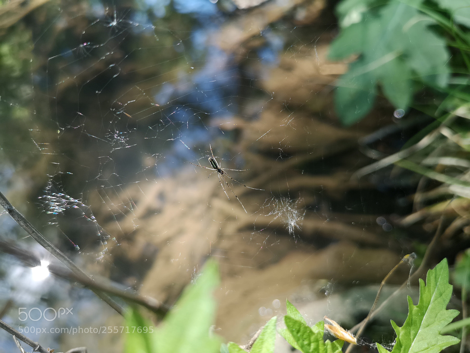 HUAWEI CLT-L29 sample photo. Wakeup nature photography