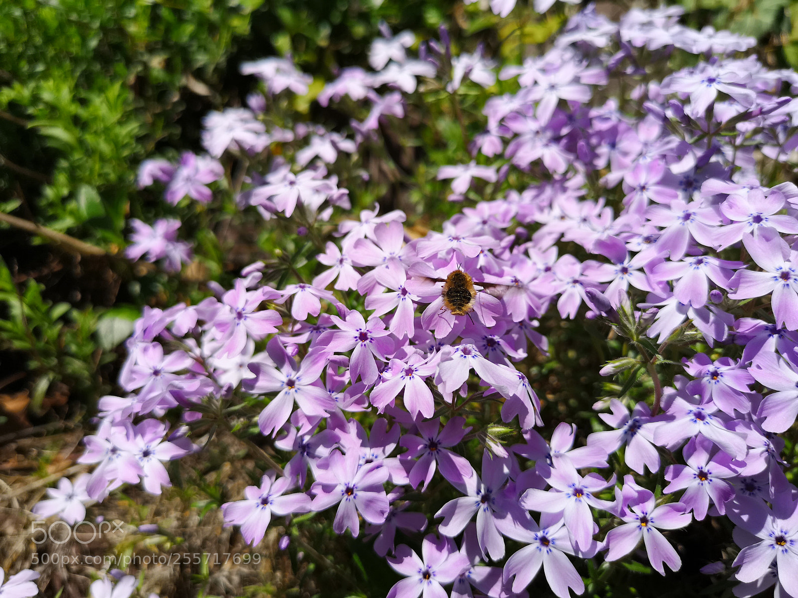 HUAWEI CLT-L29 sample photo. Wakeup nature photography