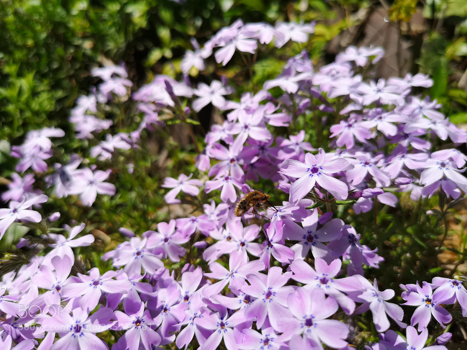 HUAWEI CLT-L29 sample photo. Wakeup nature photography