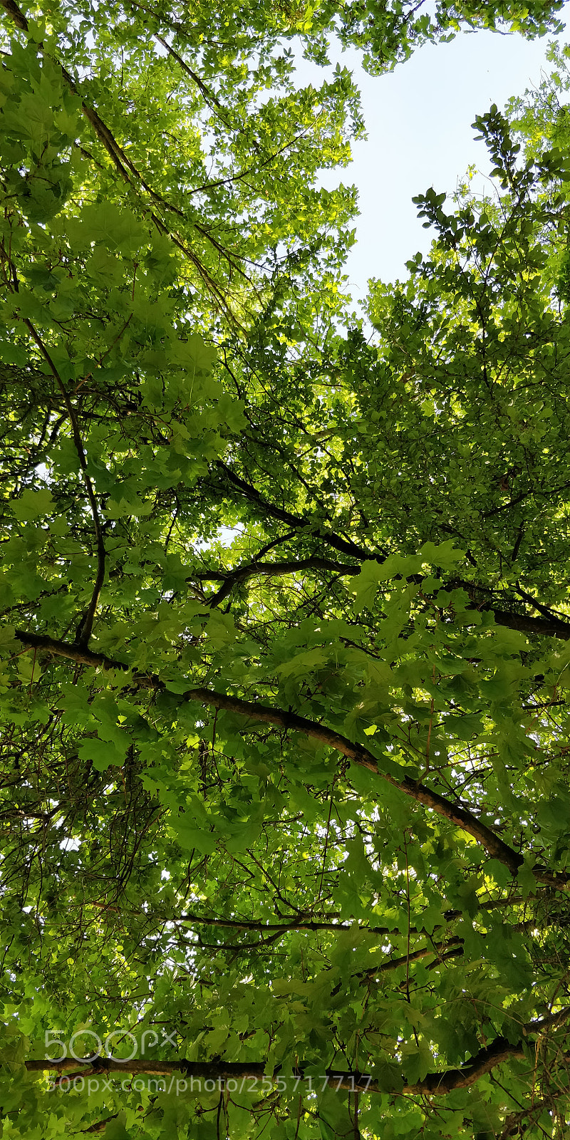OnePlus 5T sample photo. Untitled photography