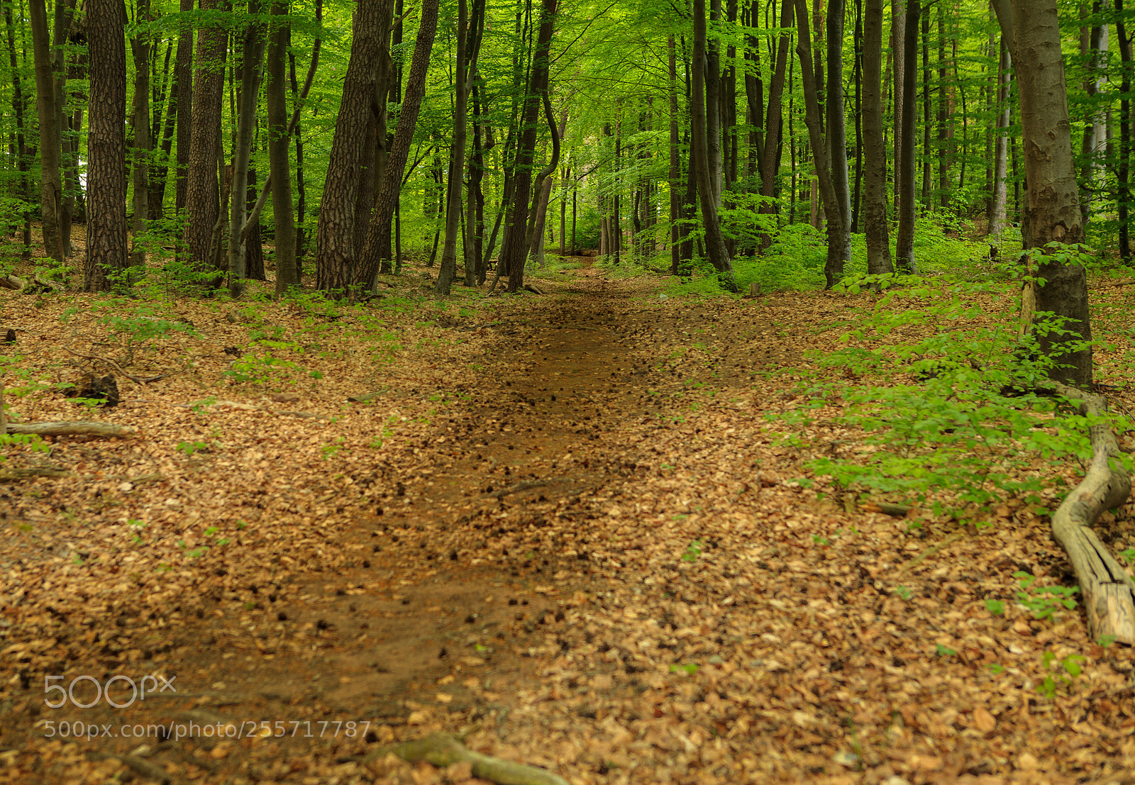 Canon EOS 5D Mark II sample photo. Hidden trail photography