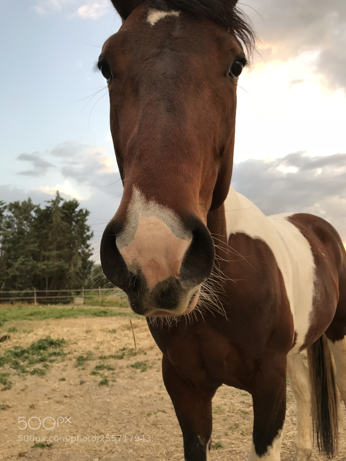 Apple iPhone 7 sample photo. My horse photography