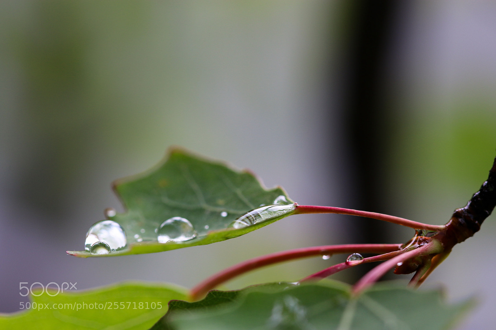 Canon EOS 70D sample photo. Untitled photography