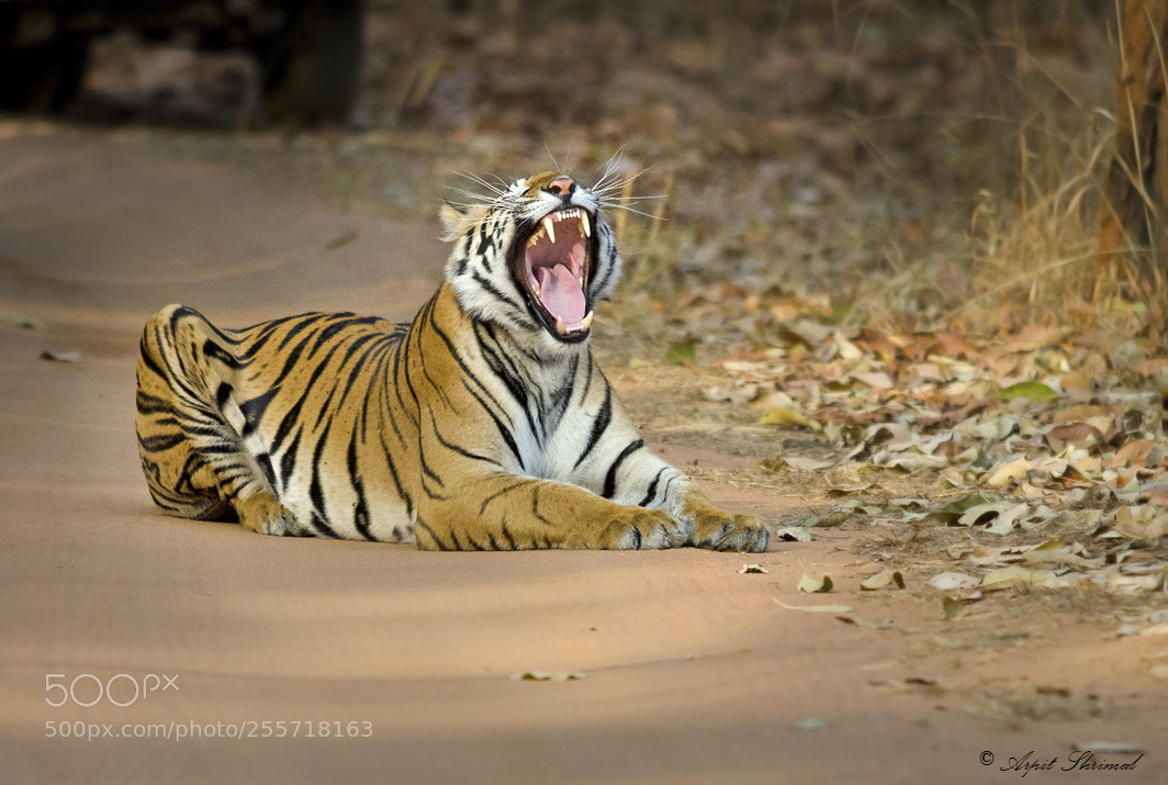 Nikon D7000 sample photo. Tiger bhandhavgarh photography