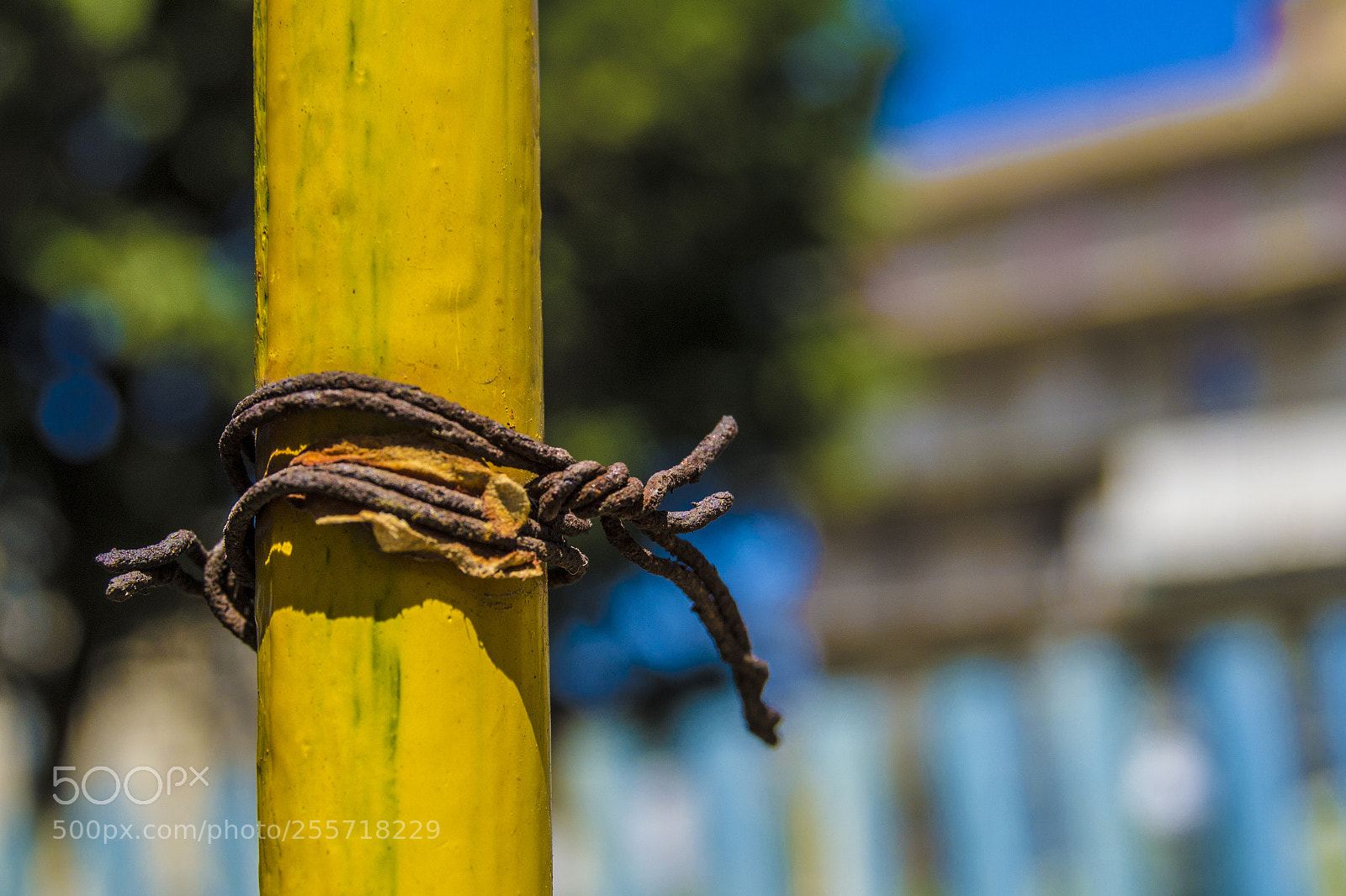 Nikon D3100 sample photo. B () photography