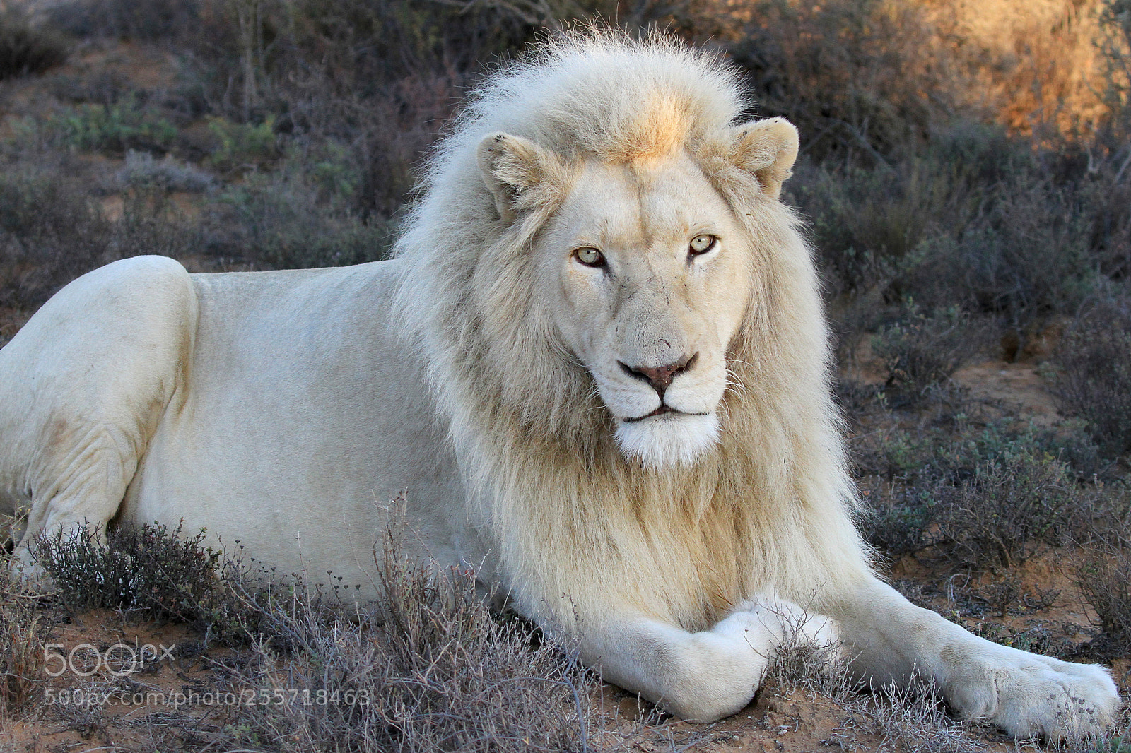 Canon EOS 7D sample photo. White lion photography