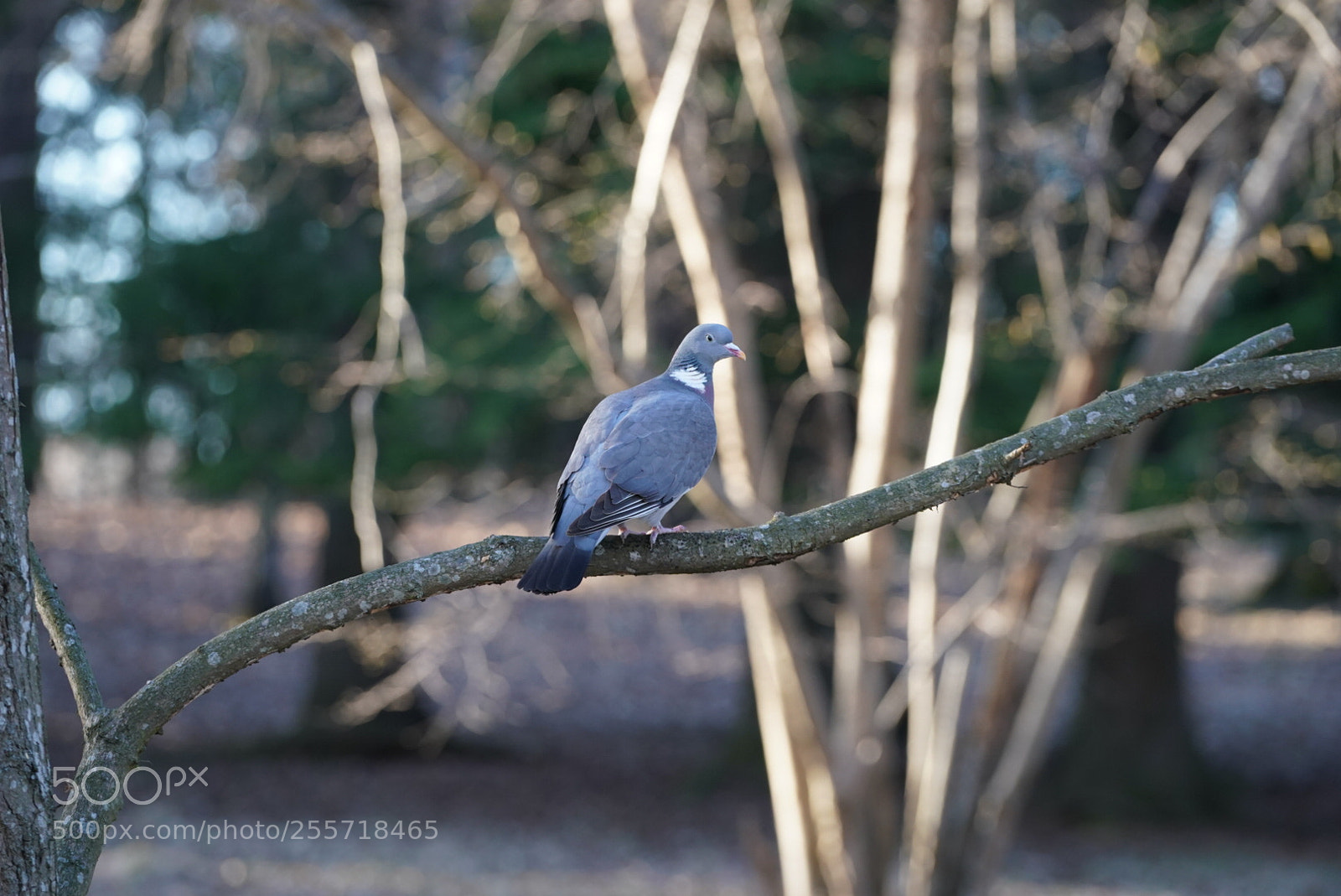 Sony a9 sample photo. Bird photography