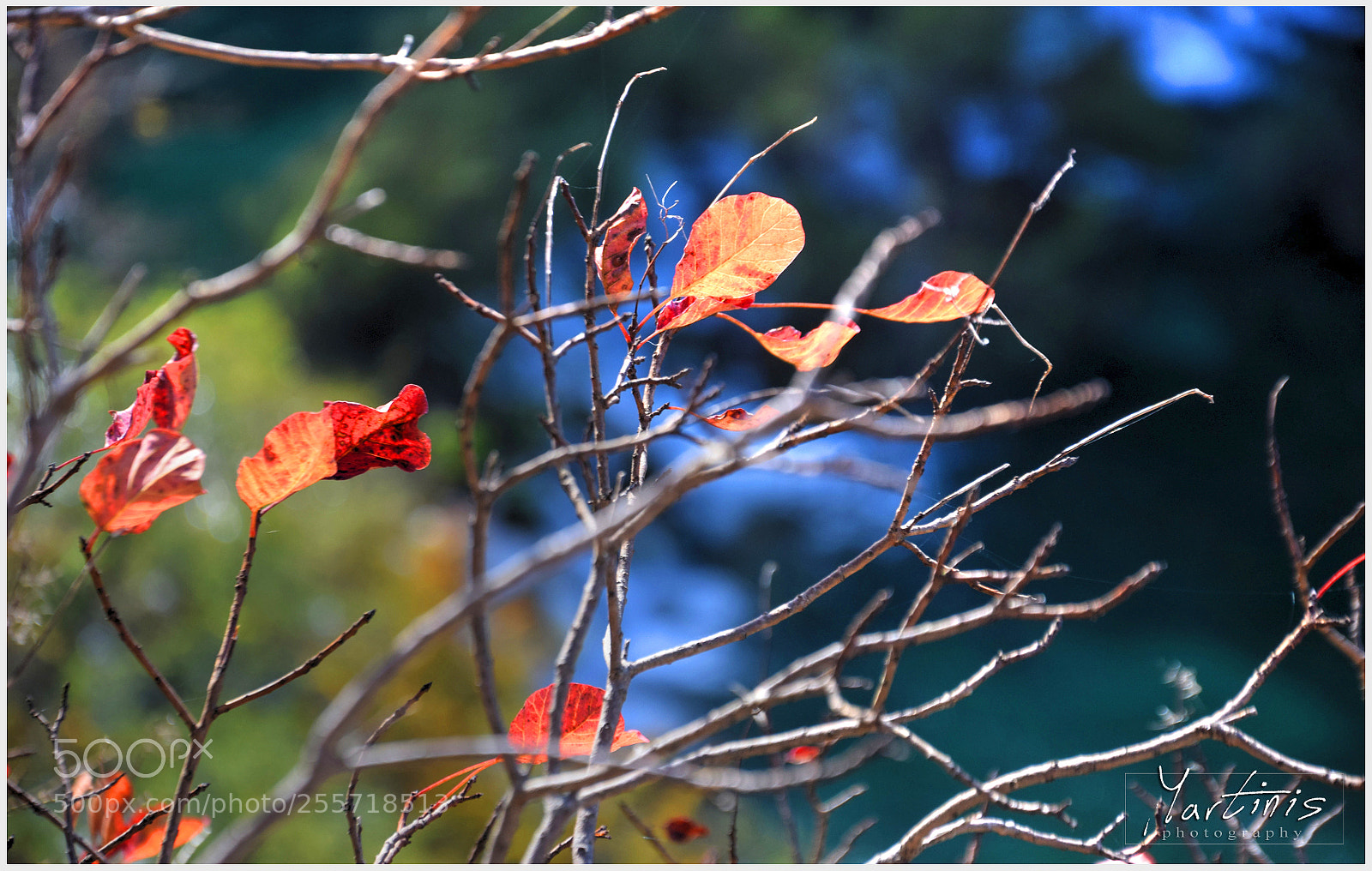 Nikon D5300 sample photo. Hidden blue photography