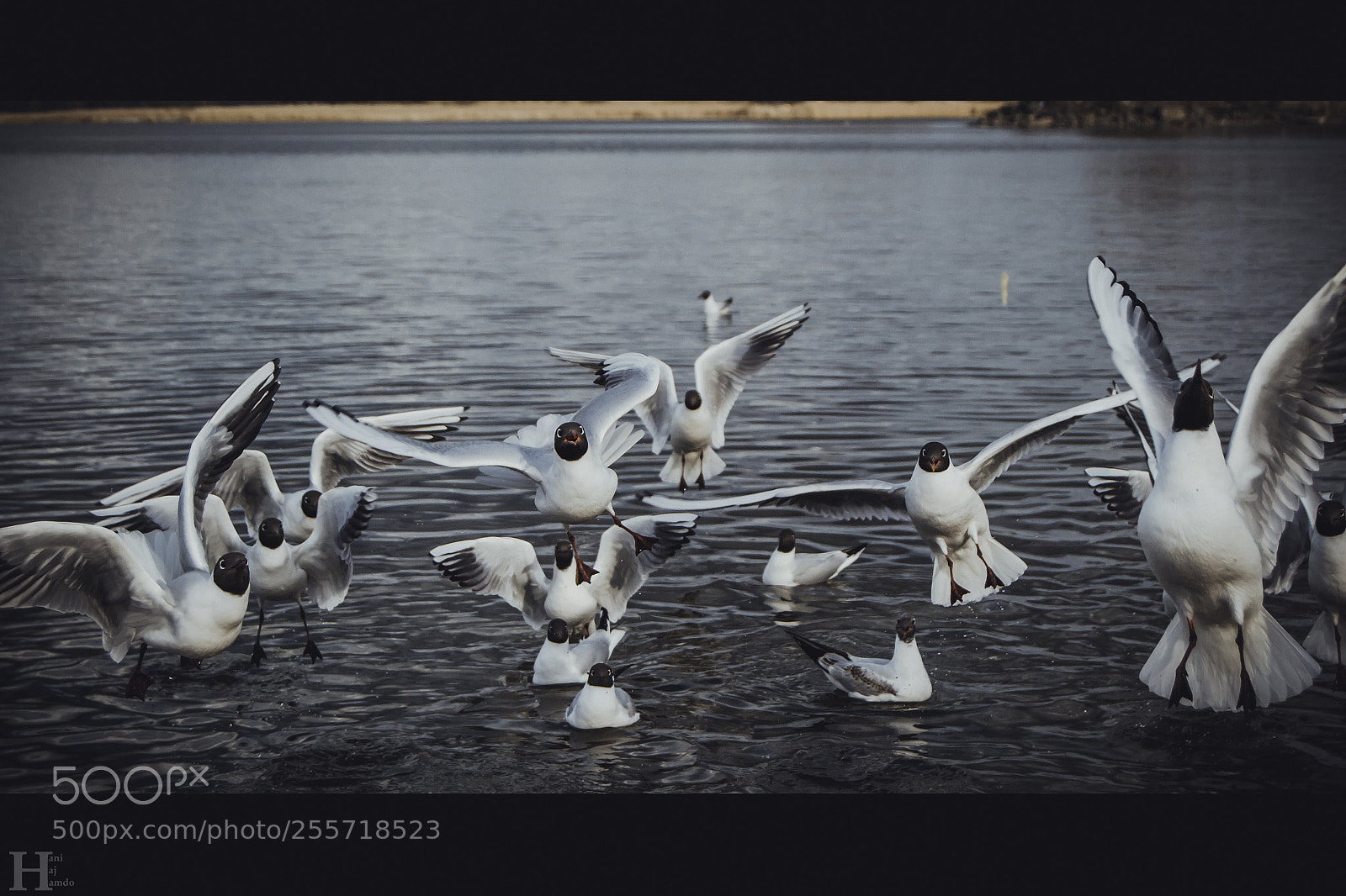 Nikon D3100 sample photo. Funny birds photography