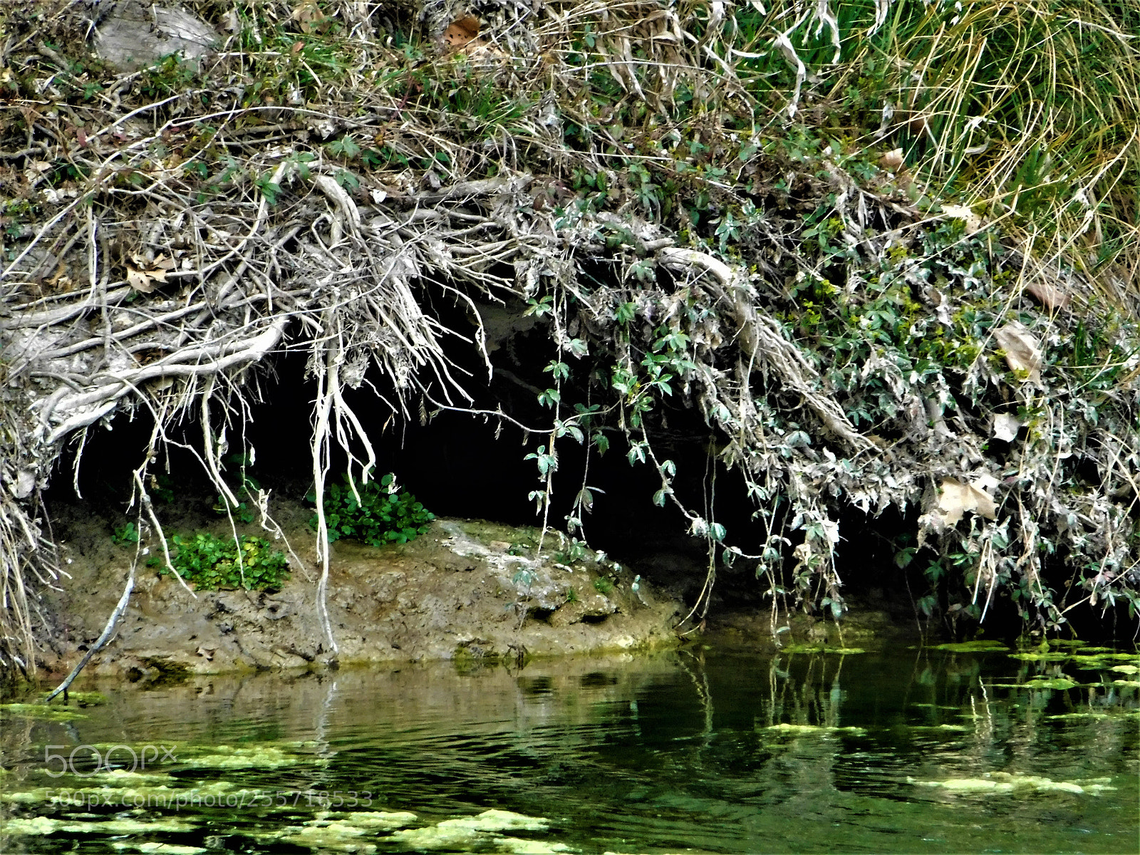 Nikon Coolpix B500 sample photo. () photography
