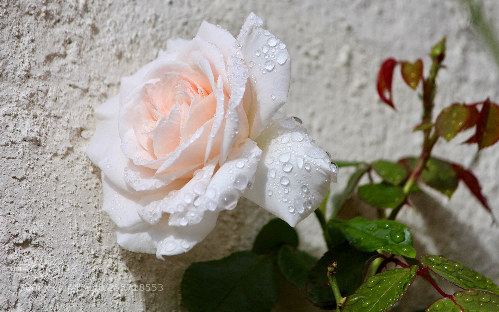 Canon EOS 700D (EOS Rebel T5i / EOS Kiss X7i) sample photo. Softened mortar photography