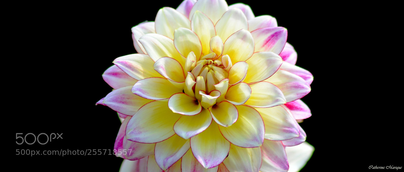 Nikon D610 sample photo. Dahlia. photography