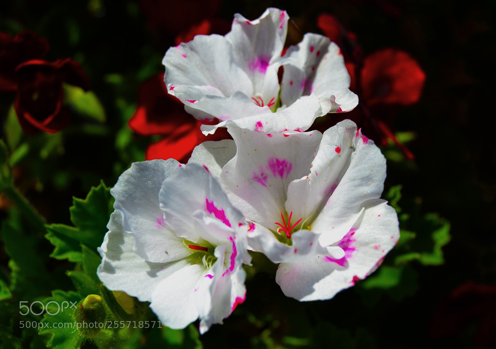 Nikon D3100 sample photo. Flores photography