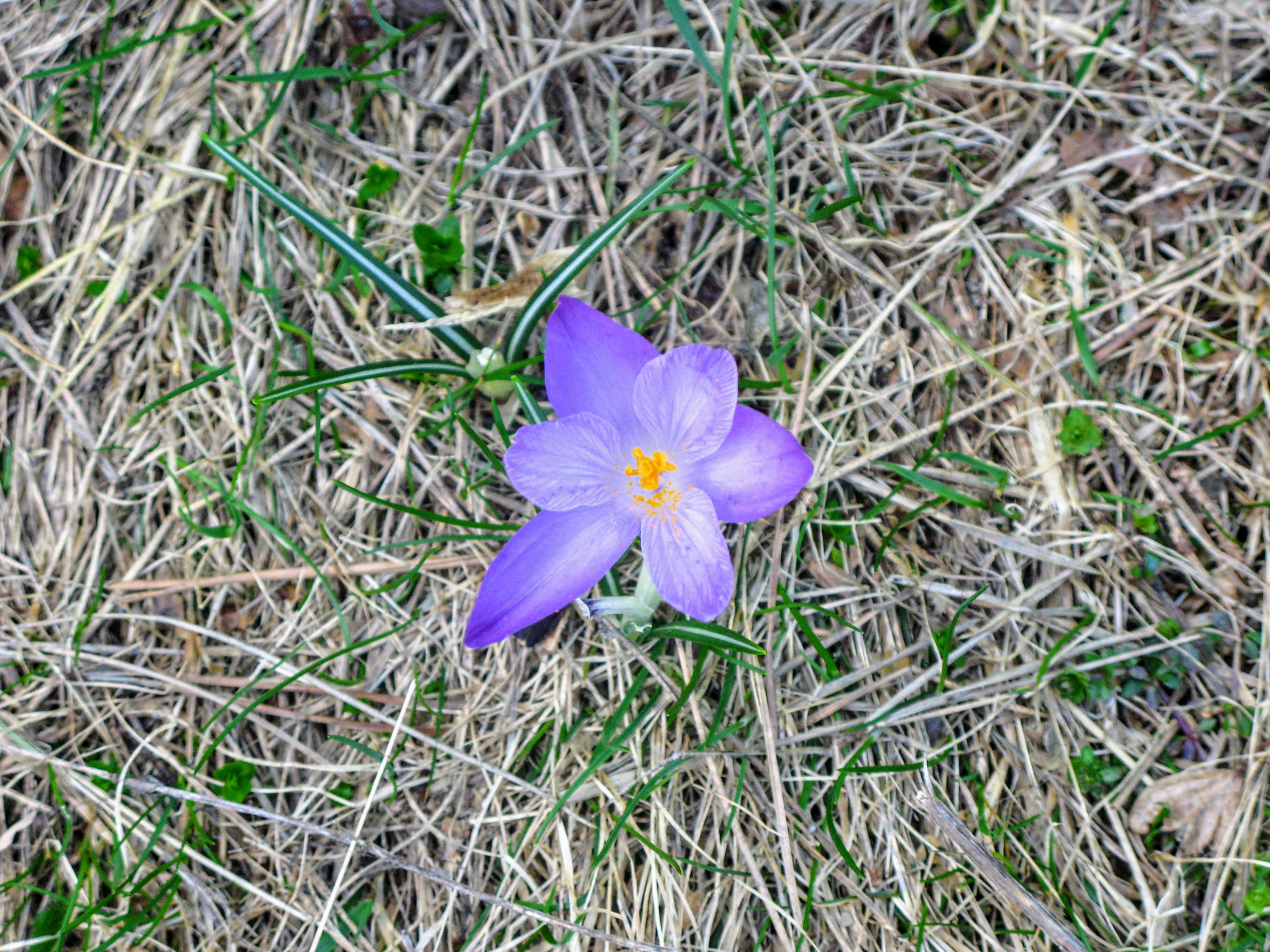Canon POWERSHOT G7 sample photo
