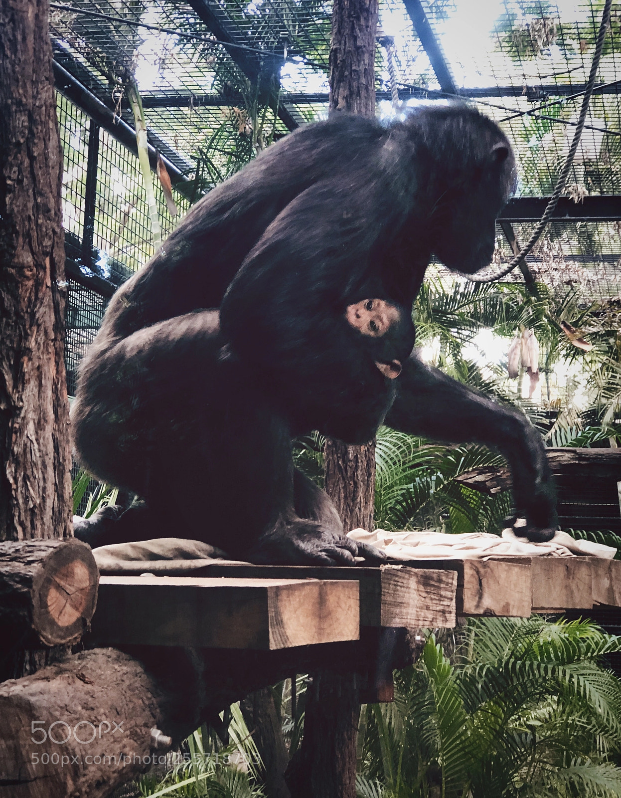 Apple iPhone 8 Plus sample photo. Chimpanzee  photography