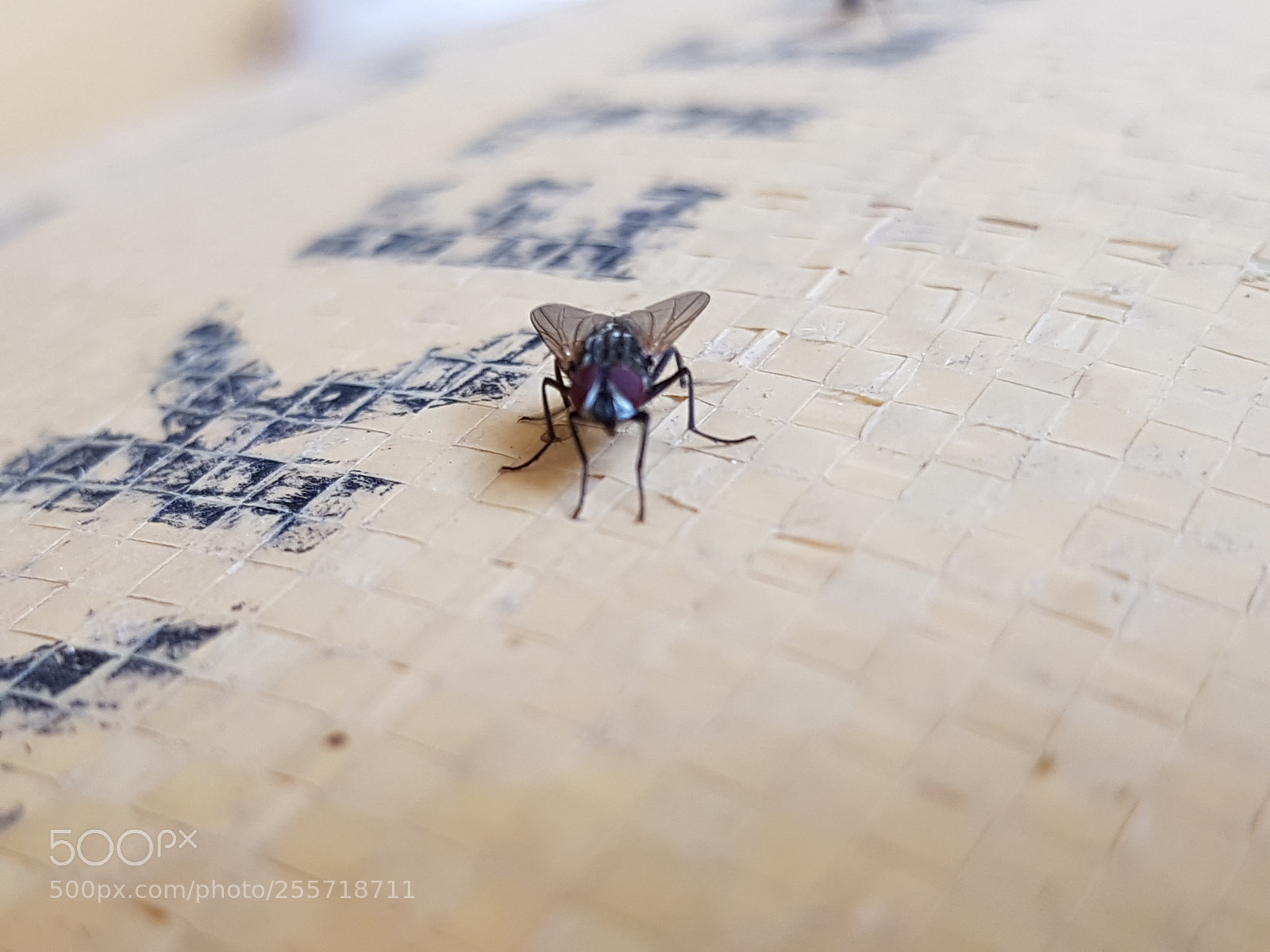 Samsung Galaxy S7 Edge sample photo. Fly enjoying photography