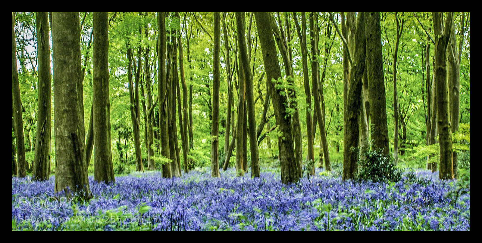 Canon EOS 650D (EOS Rebel T4i / EOS Kiss X6i) sample photo. Bluebell woods photography