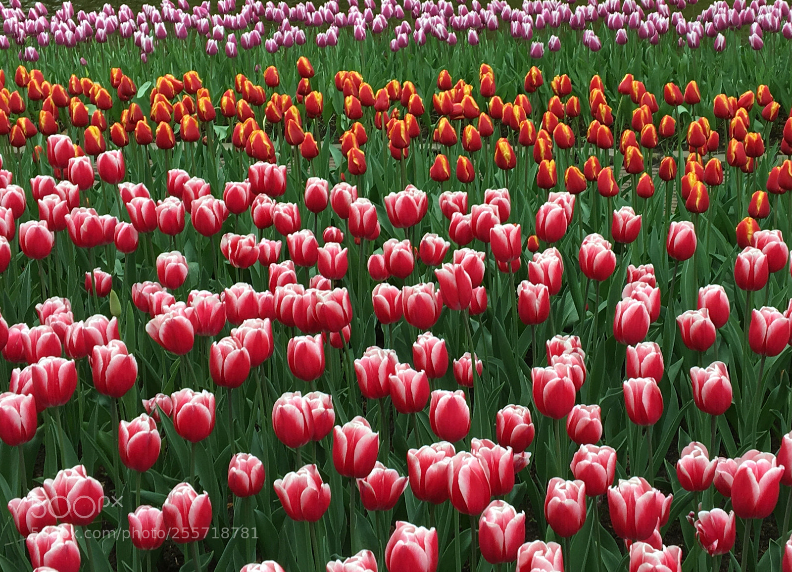 Apple iPhone 6s sample photo. Tulip fields in the photography