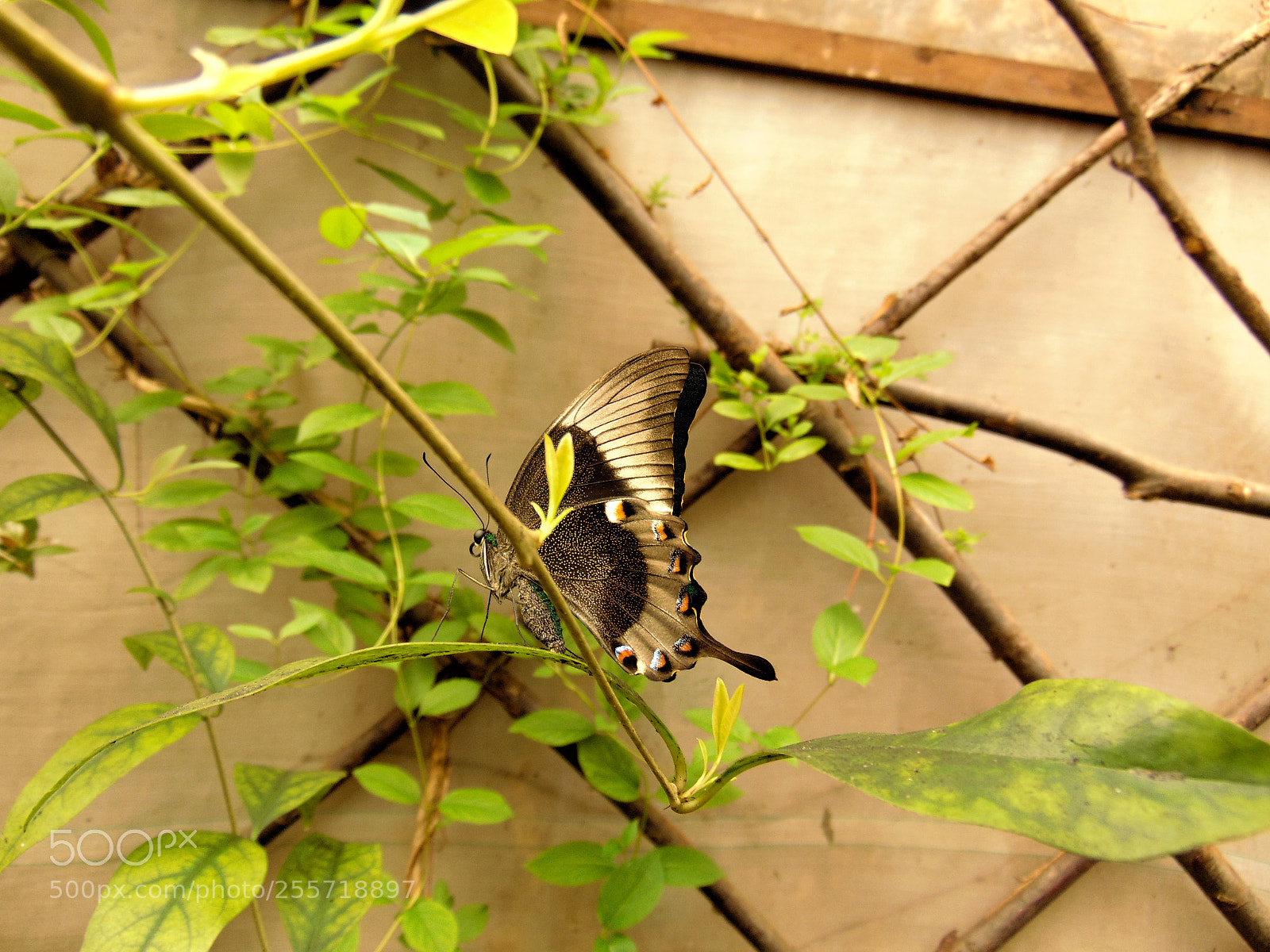 Sony Cyber-shot DSC-H300 sample photo. ˙pigments˙ photography