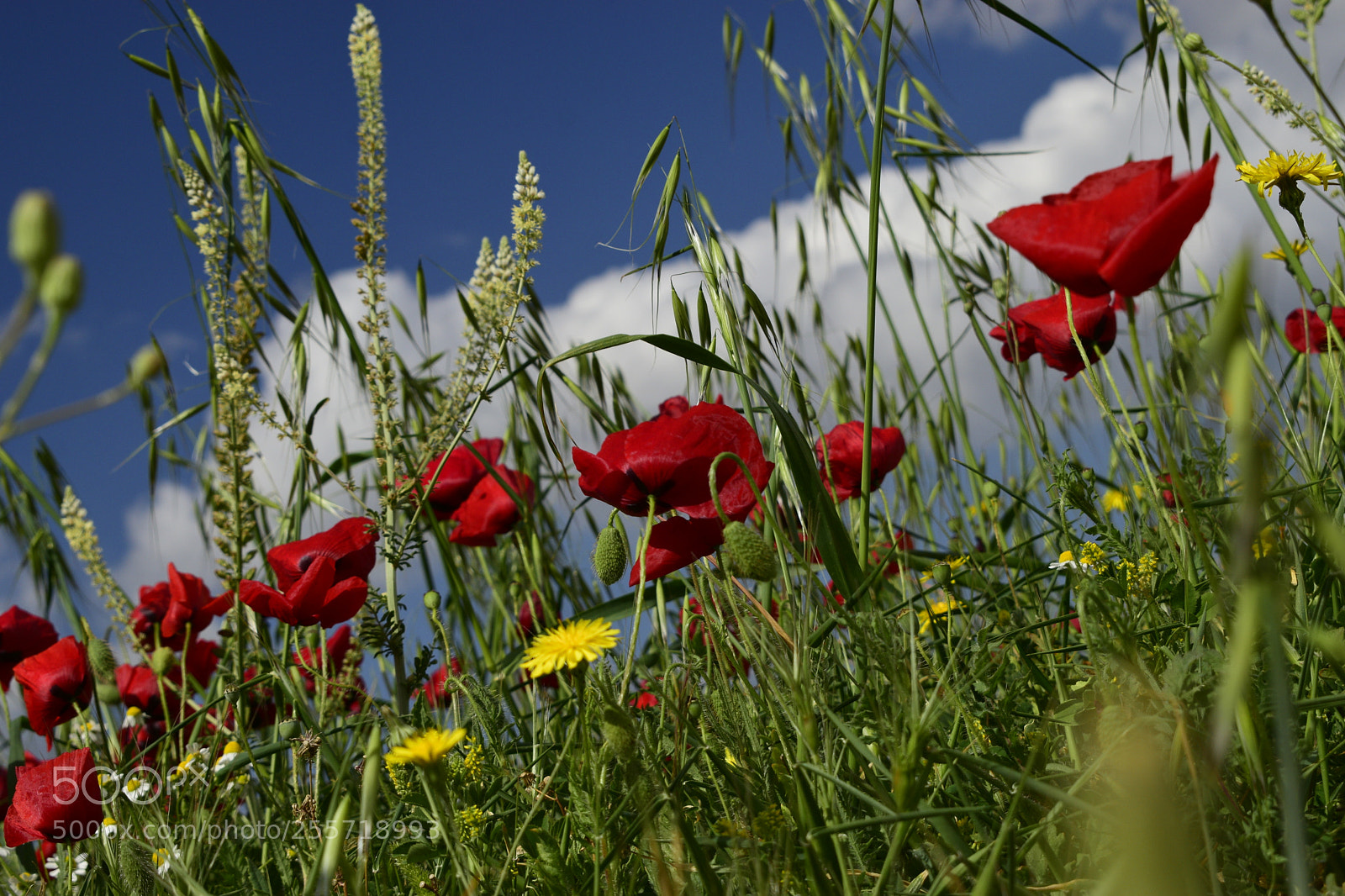 Nikon D3300 sample photo. Meadow with poppies photography