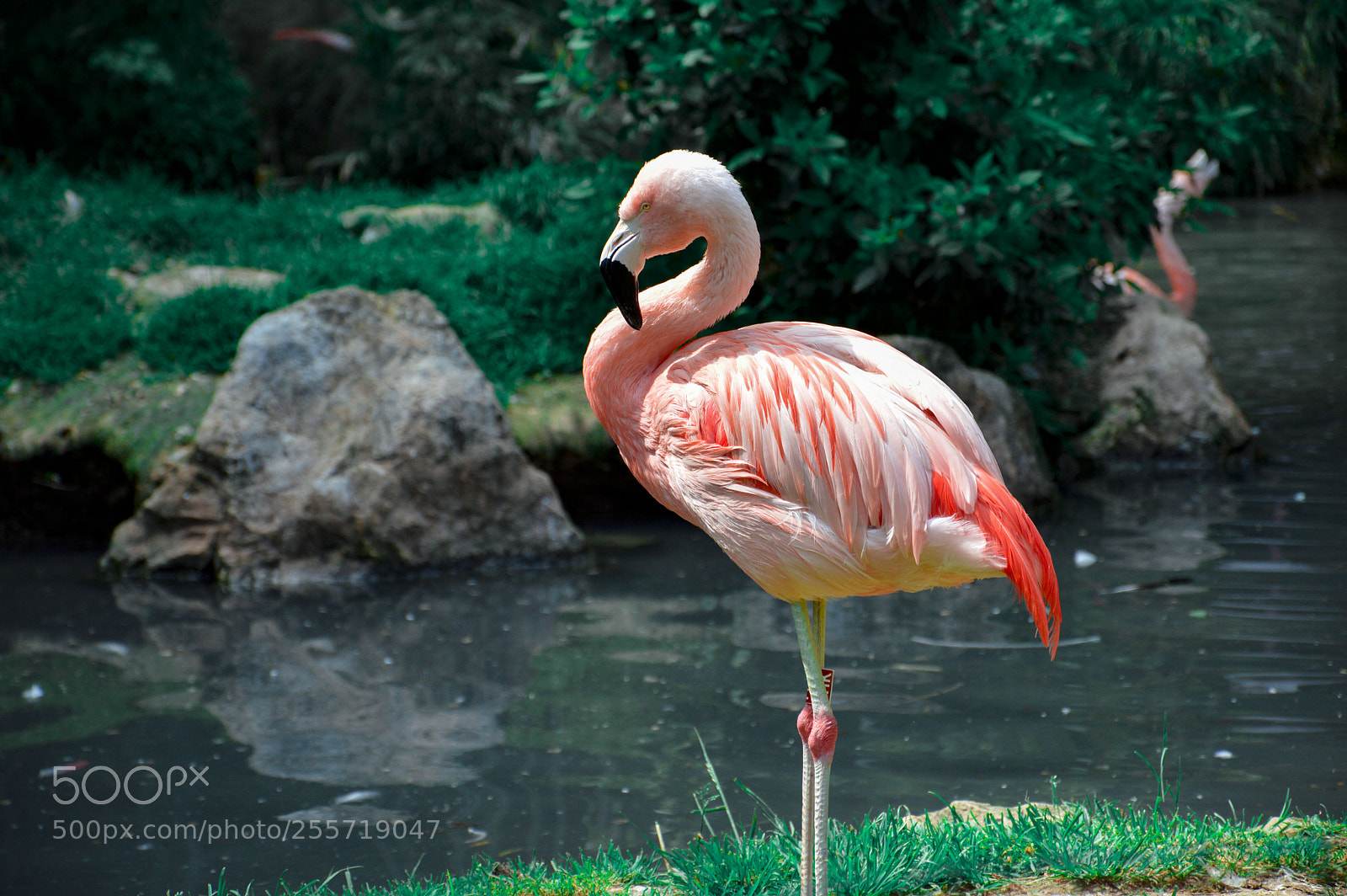 Nikon D3200 sample photo. Flamingo photography