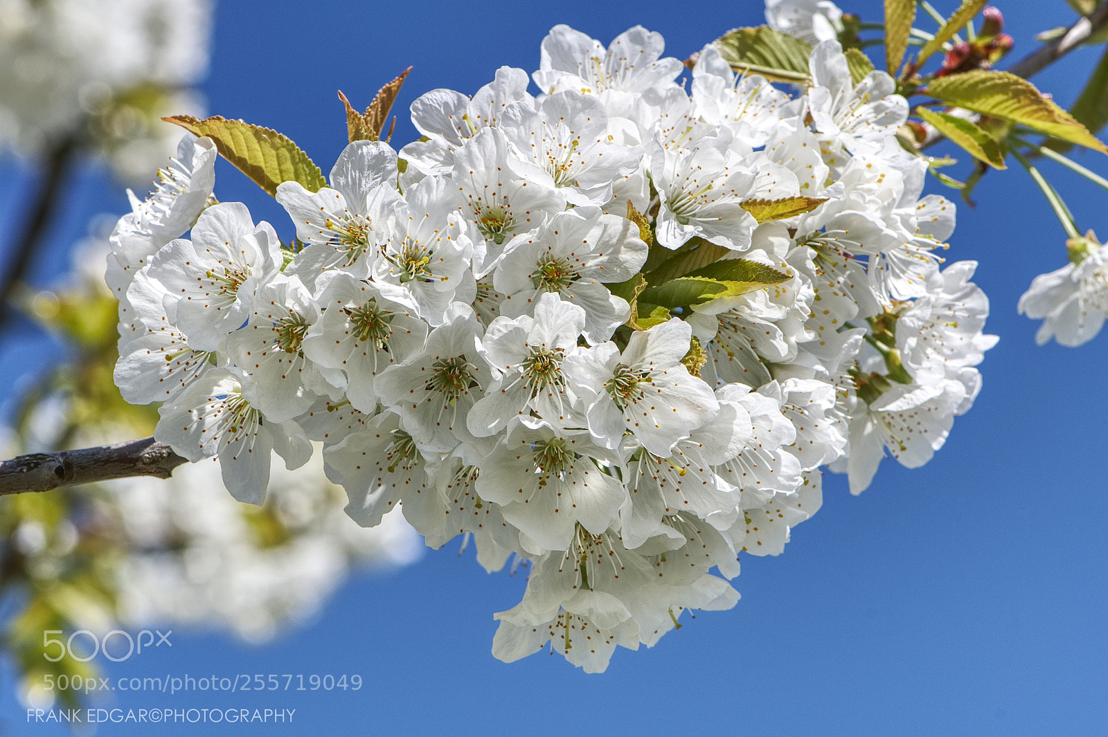 Nikon D500 sample photo. Kirschblüte / cherry blossom photography