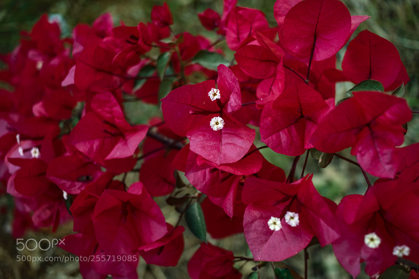 Fujifilm X-T2 sample photo. Red beauty photography