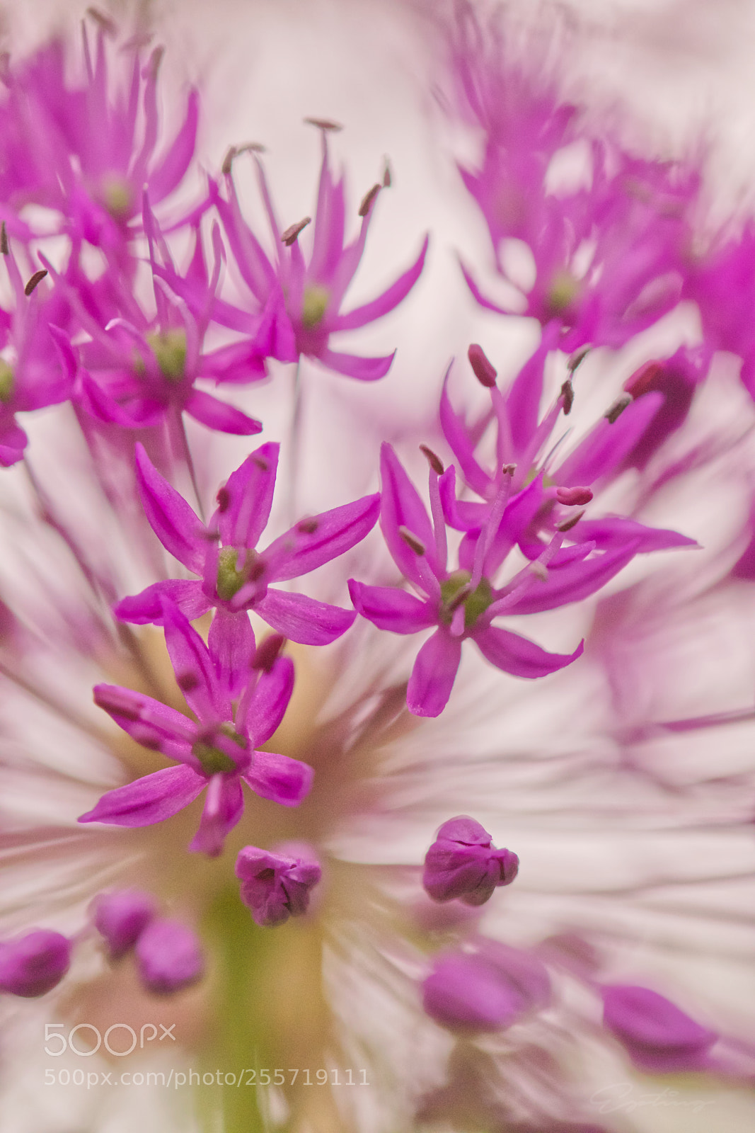 Canon EOS 70D sample photo. Flower photography