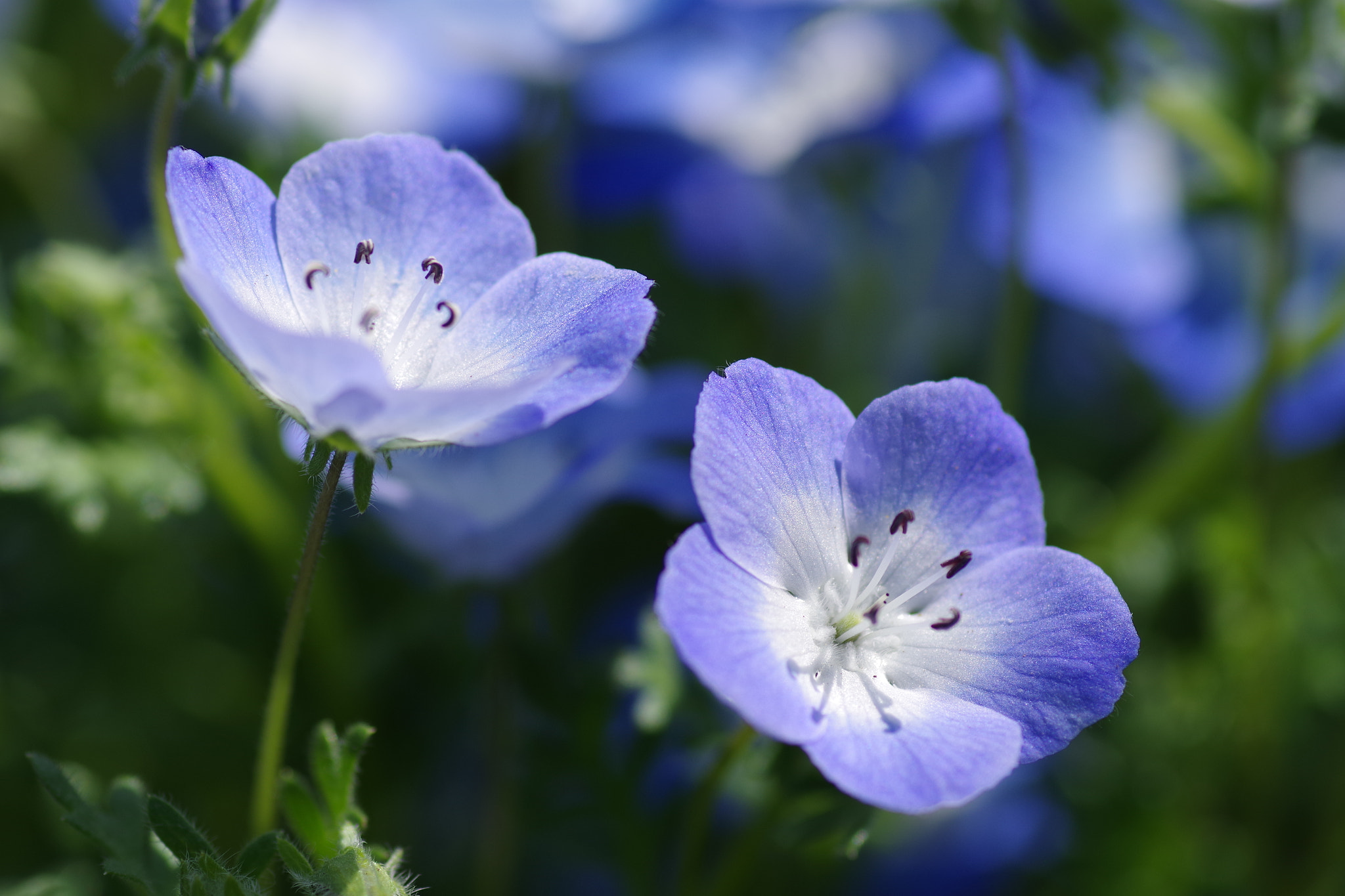 Pentax K-S2 + Pentax smc D-FA 100mm F2.8 Macro WR sample photo. Nemophila 2018 #3 photography