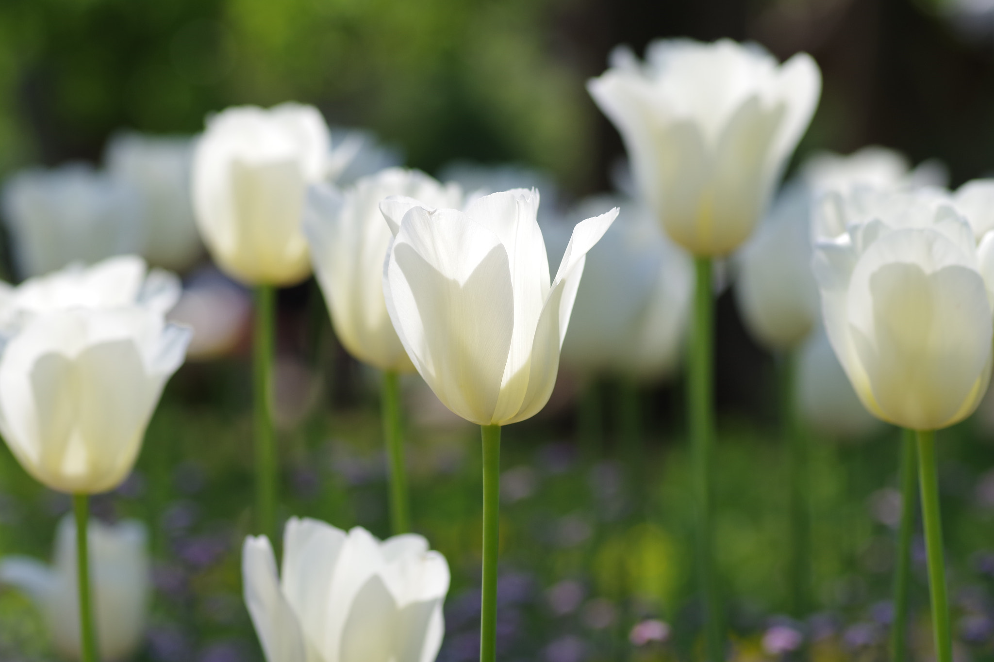 Pentax K-S2 + Pentax smc D-FA 100mm F2.8 Macro WR sample photo. Tulip 2018 #7 photography