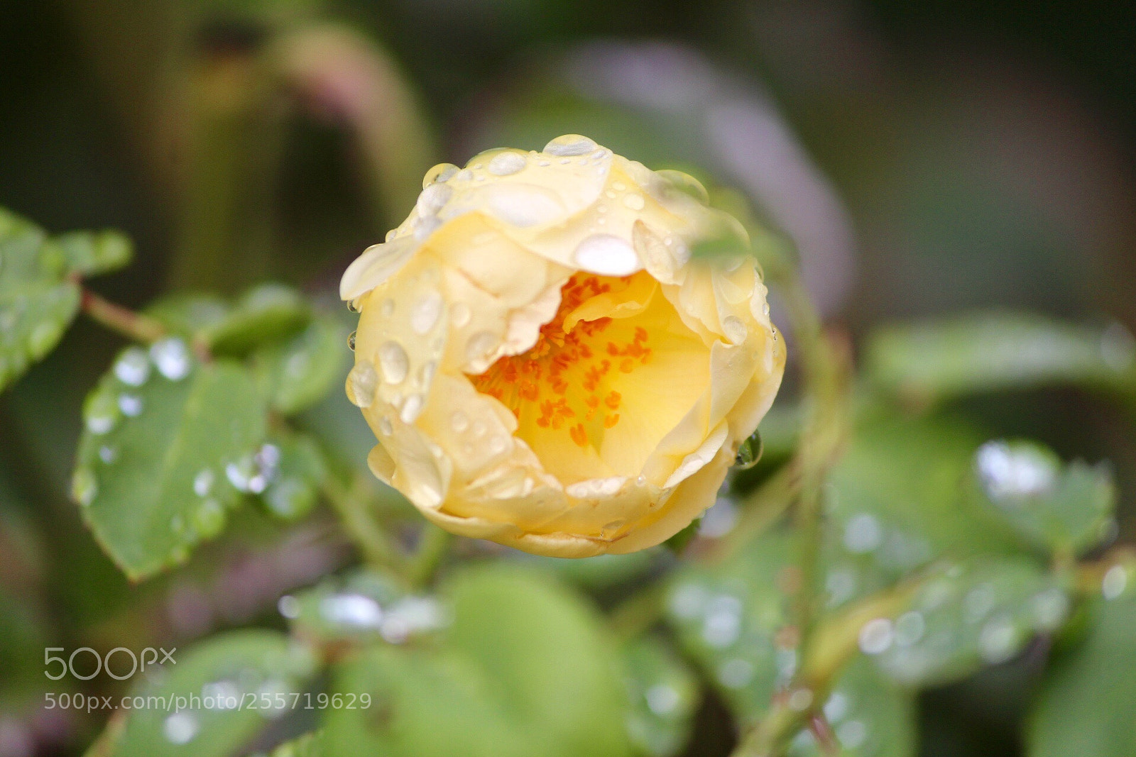 Canon EOS 700D (EOS Rebel T5i / EOS Kiss X7i) sample photo. Sheltered egg photography