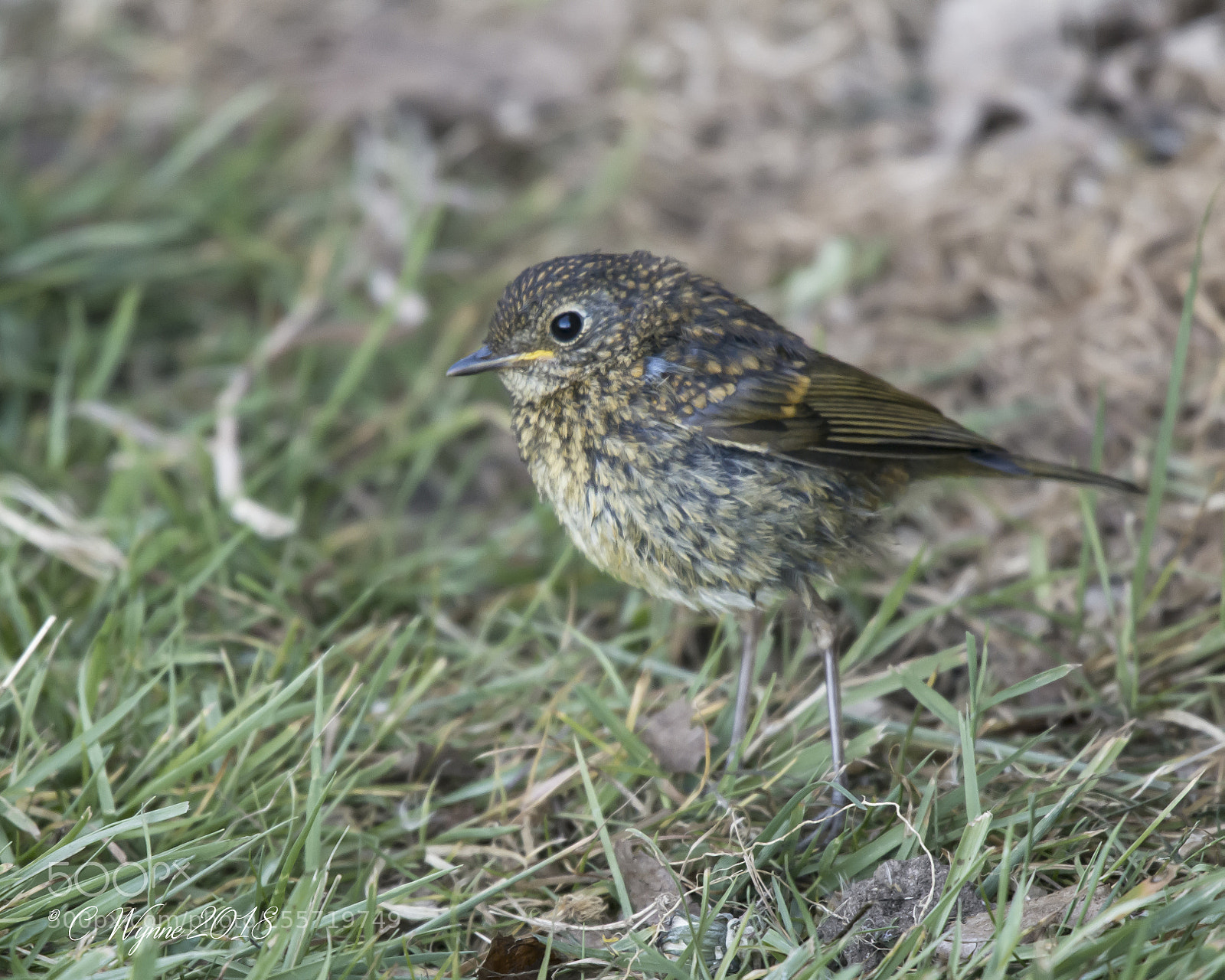 Nikon D7100 sample photo. European robin (immature) photography