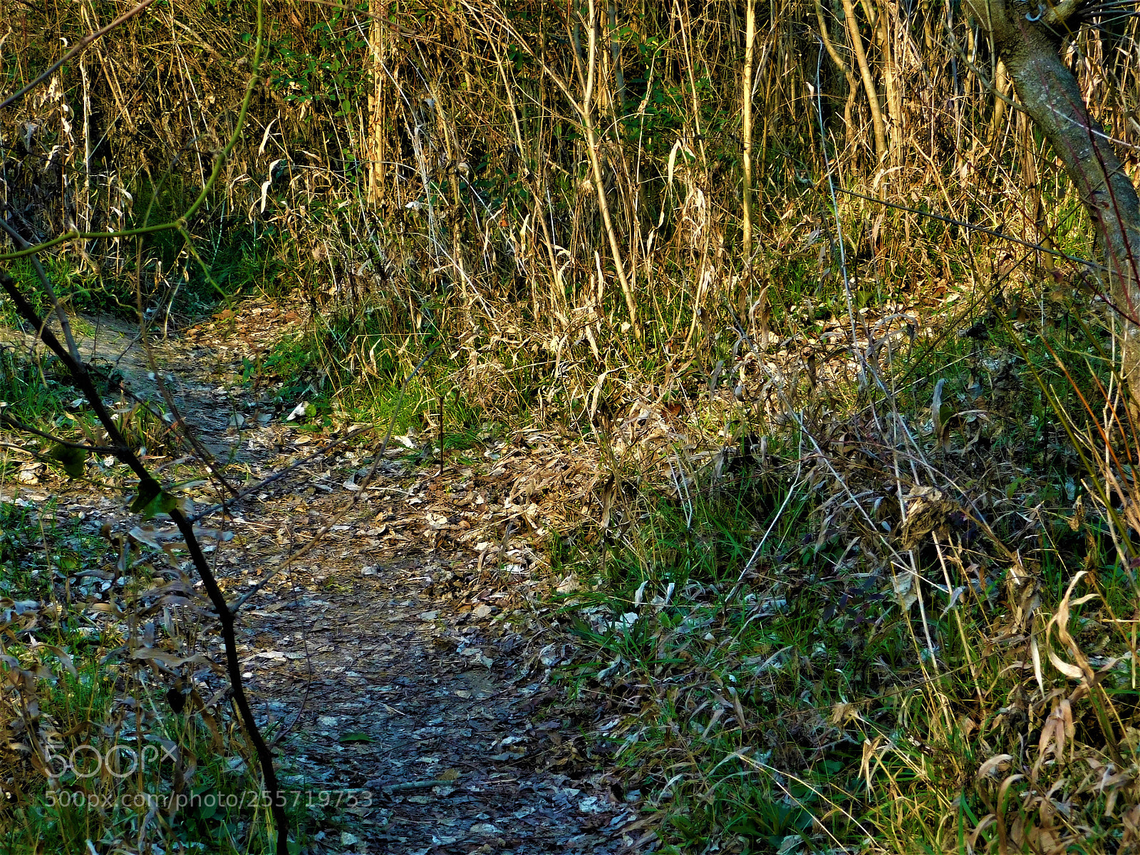 Nikon Coolpix B500 sample photo. () photography