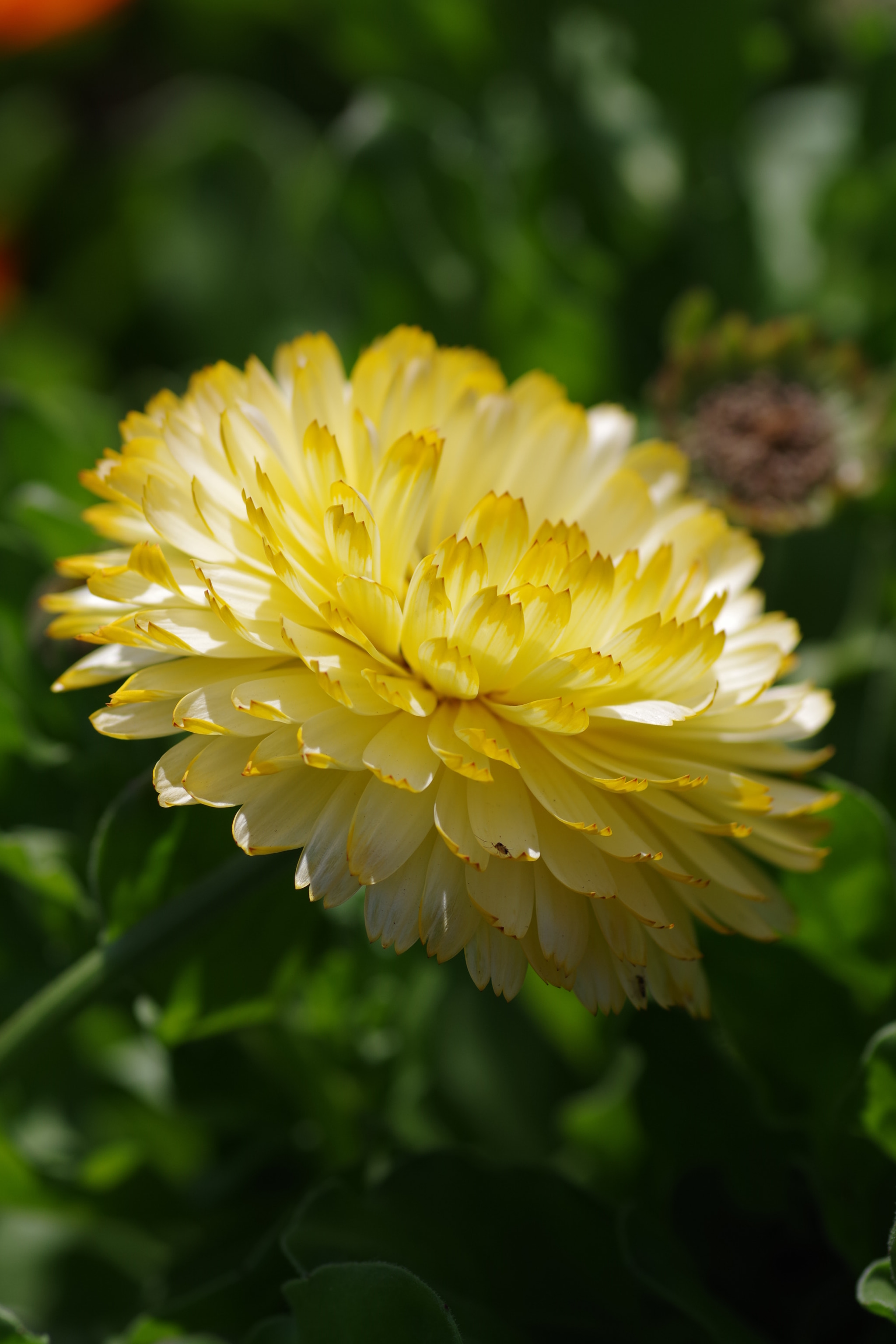 Pentax K-S2 + Pentax smc D-FA 100mm F2.8 Macro WR sample photo. Daisy 2018 #2 photography