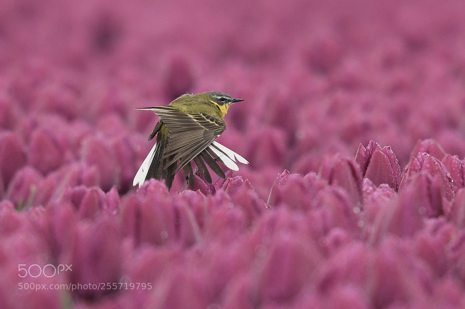 Nikon D500 sample photo. Yellow in purple photography