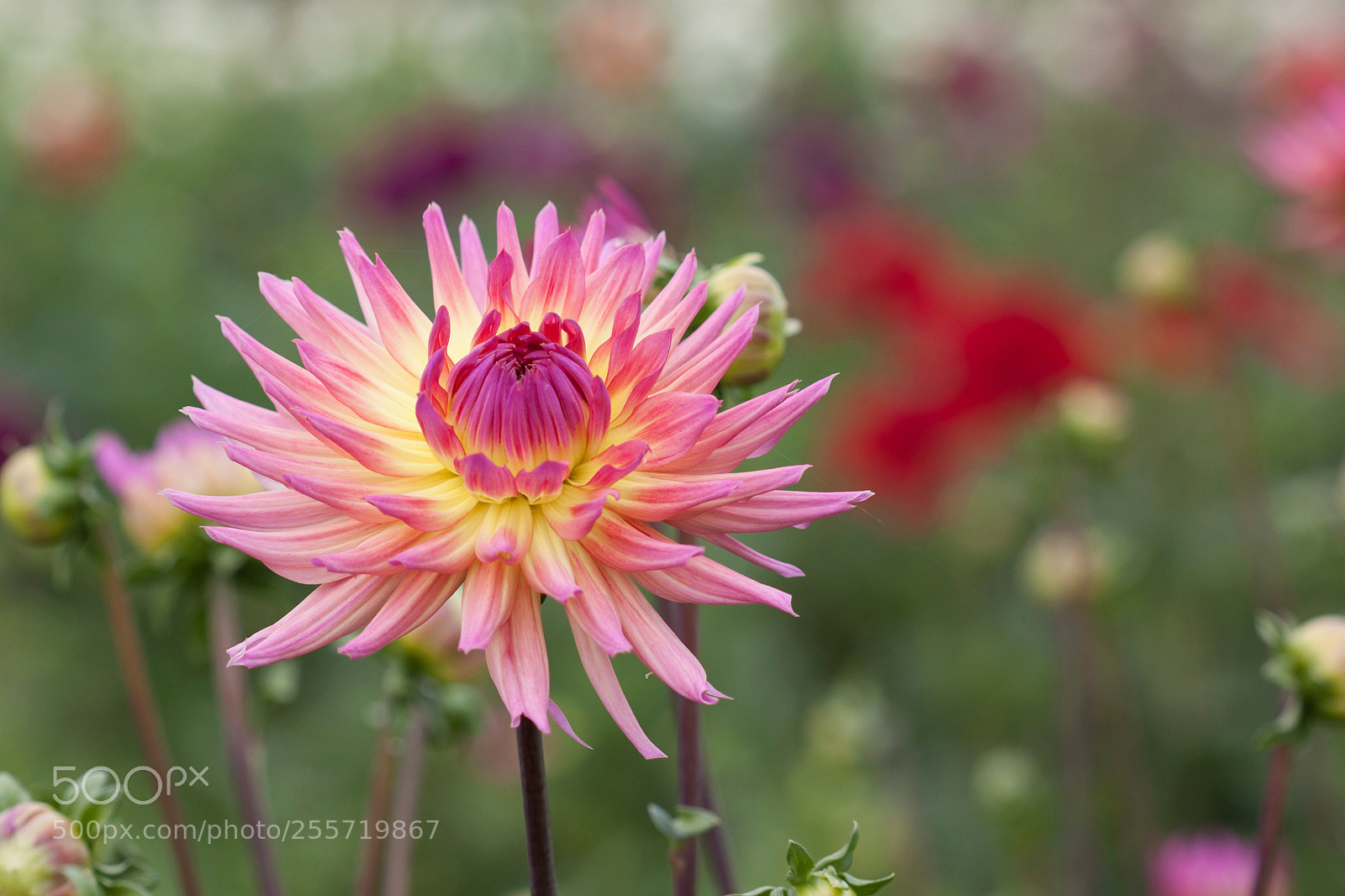 Canon EOS 500D (EOS Rebel T1i / EOS Kiss X3) sample photo. Pink flower photography
