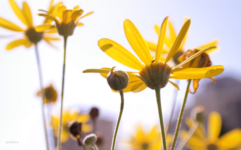 Samsung NX30 sample photo. ... photography