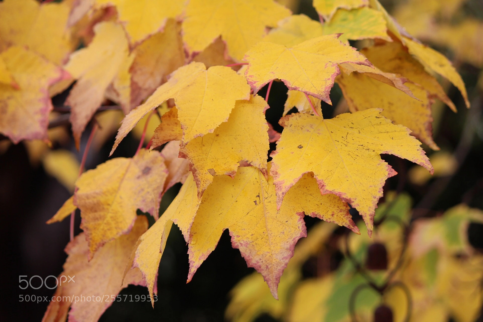 Canon EOS 700D (EOS Rebel T5i / EOS Kiss X7i) sample photo. Gold & bells photography